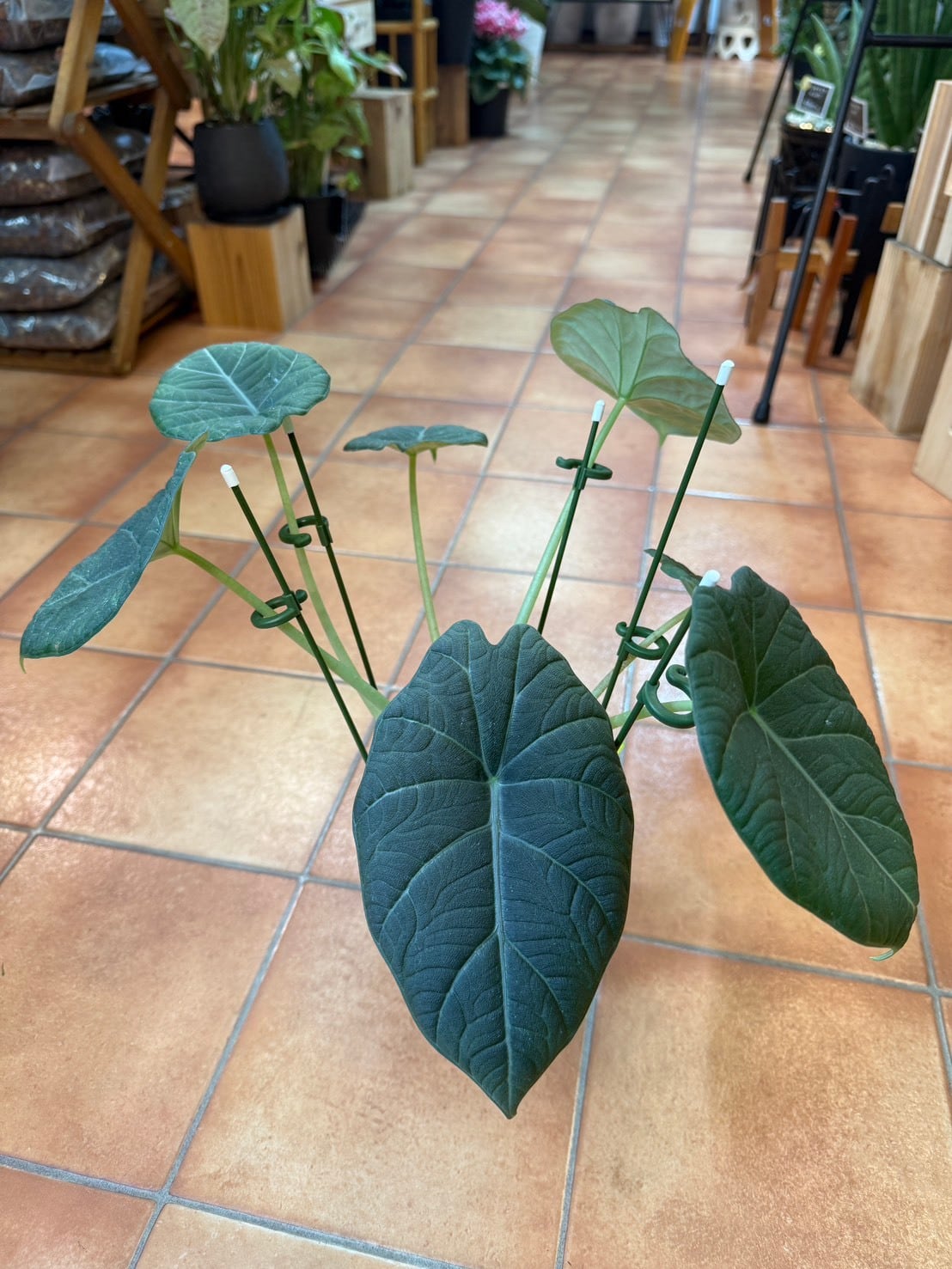 アロカシア・マハラニ 3号 | 観葉植物と雑貨のお店 VIVAGREEN