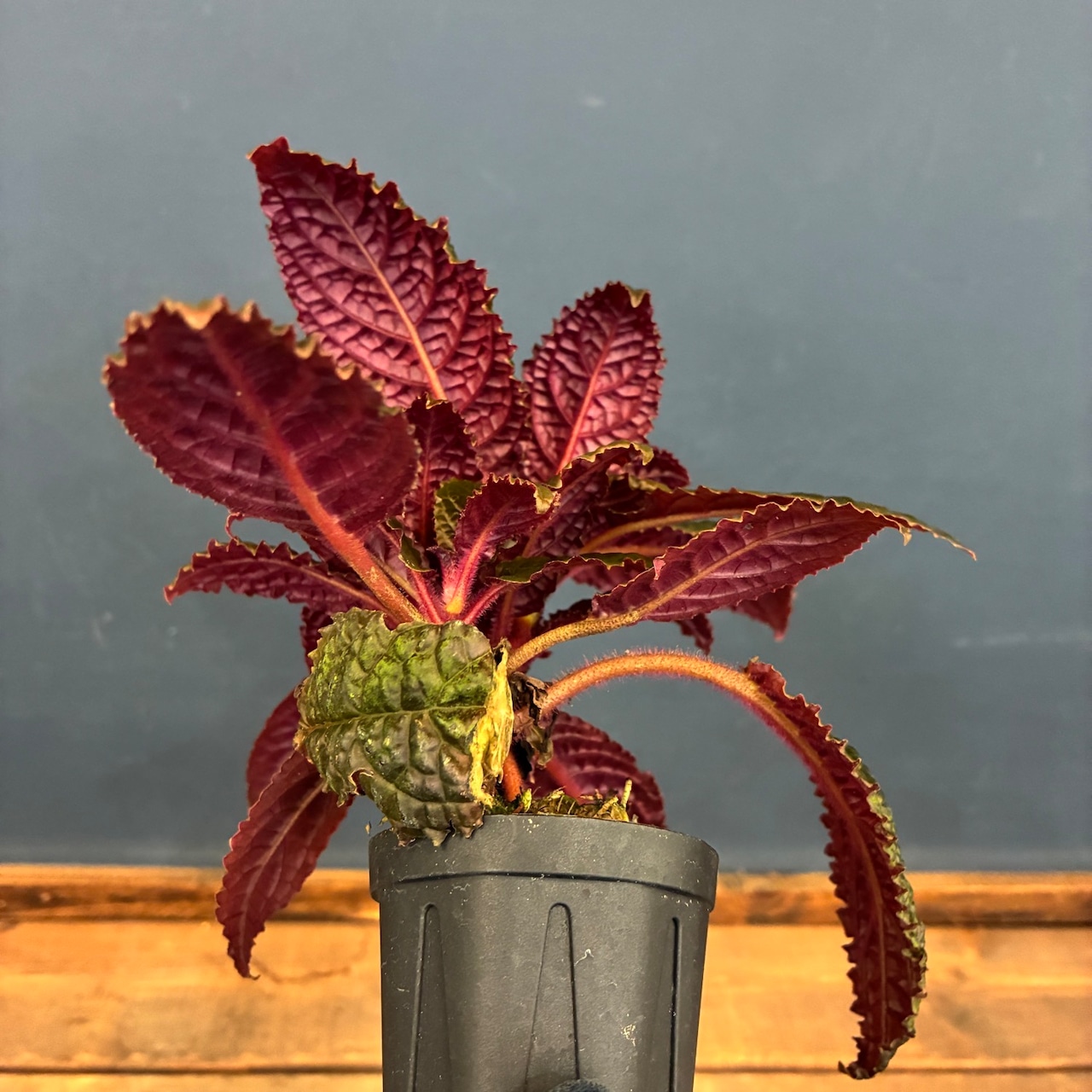 【伊藤蟻】Nautilocalyx bullatus【505】