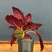 【伊藤蟻】Nautilocalyx bullatus【505】