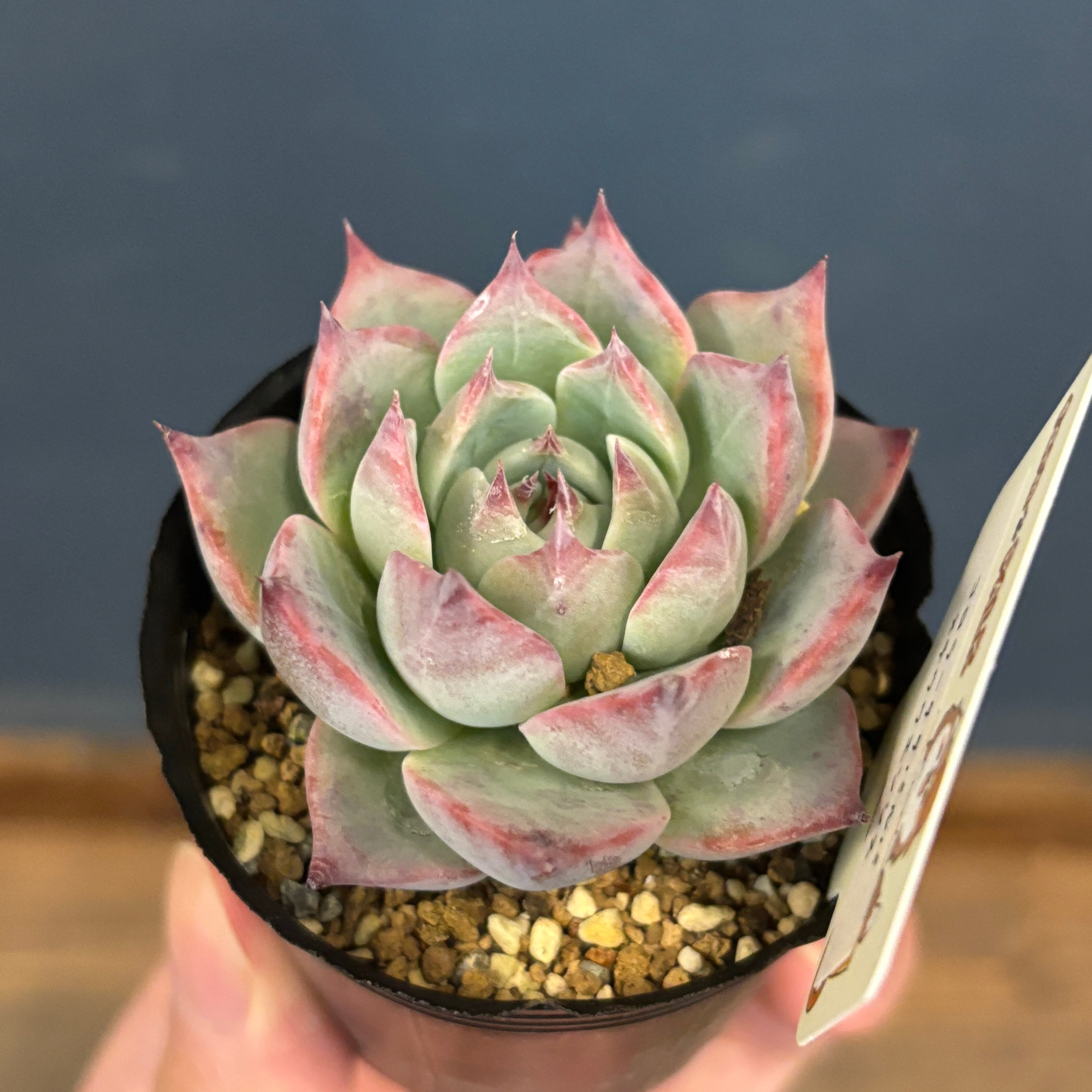 farmPALKさん苗 エケベリア コロラータタパルパ × チワワエンシス【280