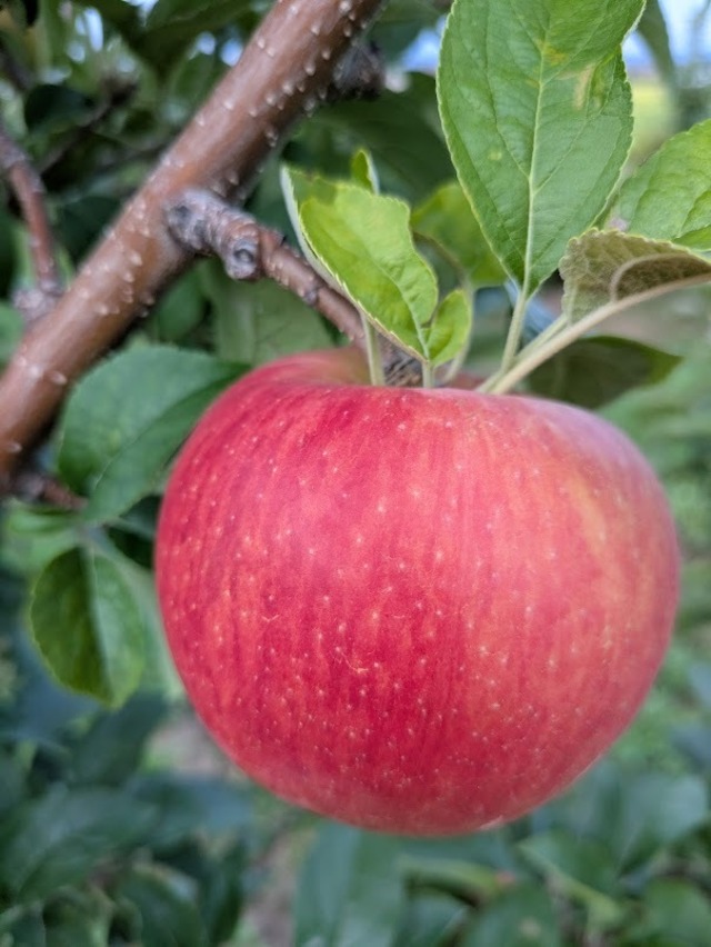 華宝　約2.5㎏（6～8個）9月中旬発送