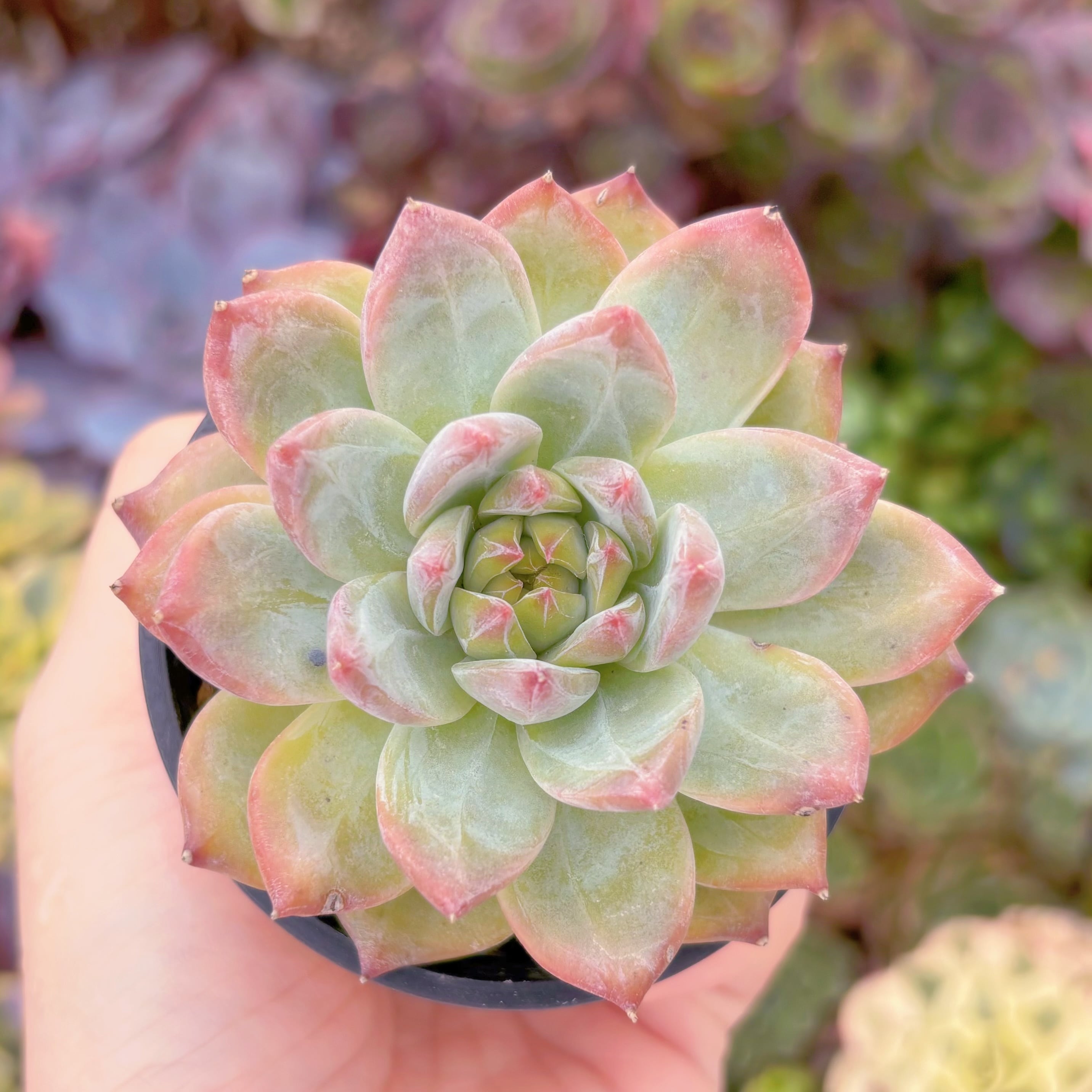 現品　ダイヤモンドコロラータ#F088　るる農園