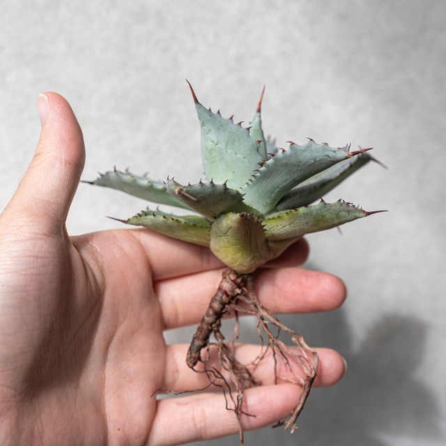 アガベ 蠍蟹 (サソリガニ) No.1