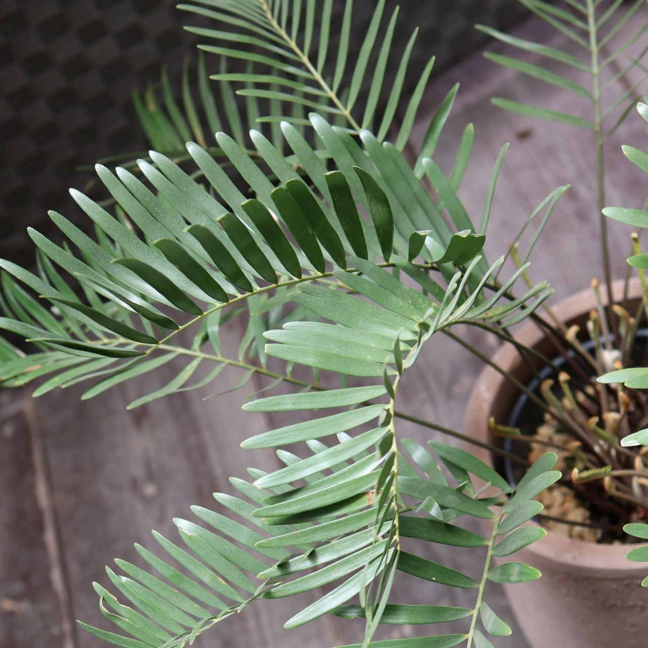 283 生きた化石『ザミア・フロリダーナ Zamia floridana』｜陶器鉢