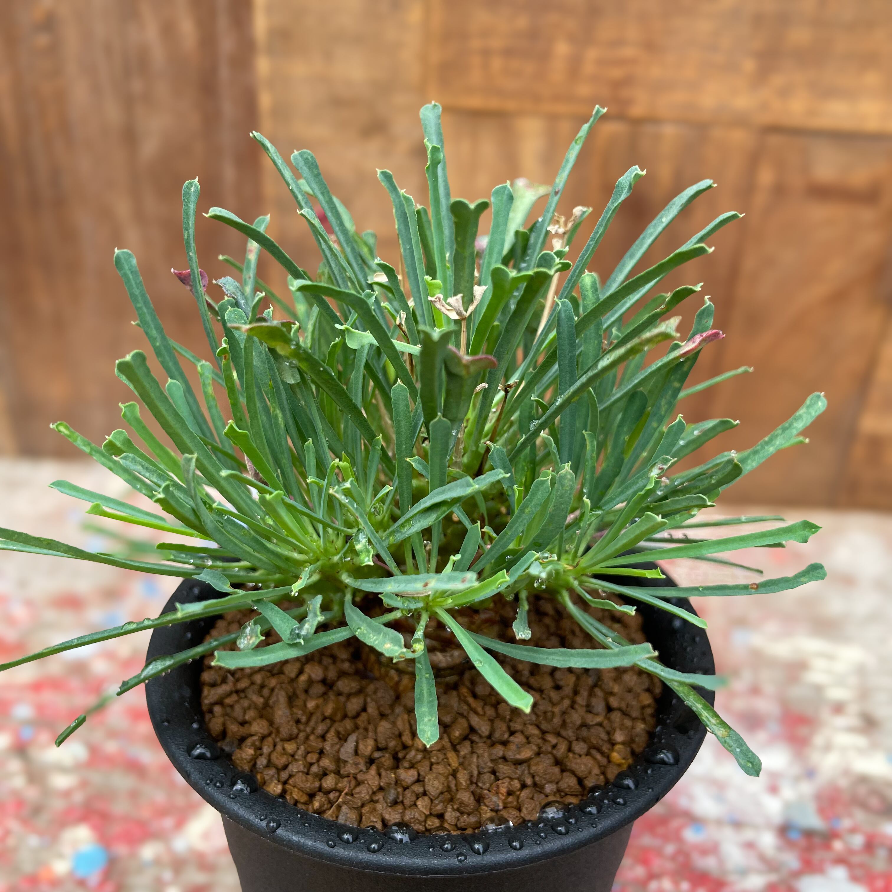 ユーフォルビア　ムルチフォリア 　No.004　鉢、送料込　メルカリ便 セール】ユーフォルビア ムルチフォリア No.004 鉢、送料込 メルカリ便