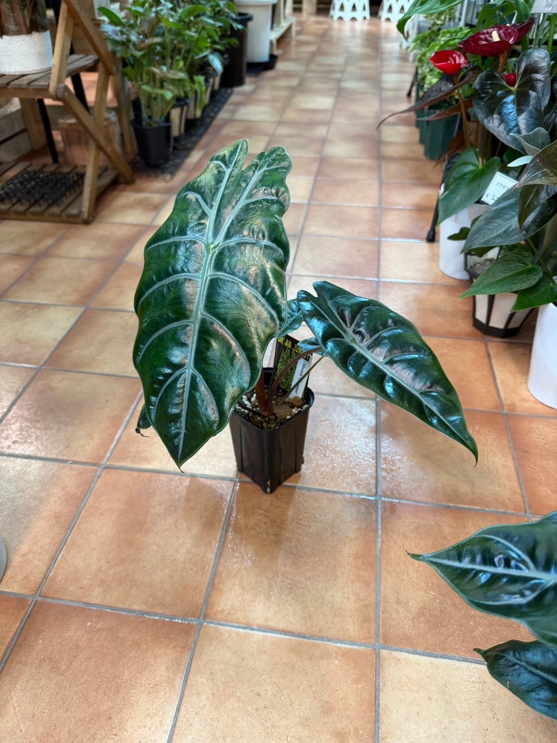アロカシア・シャントリエリ 3.5号 | 観葉植物と雑貨のお店 VIVAGREEN