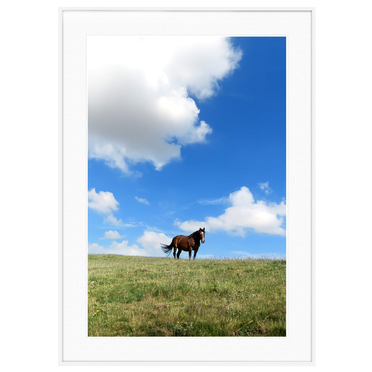 雲写真 青空と草原の馬 インテリアアートポスター額装 AS4103