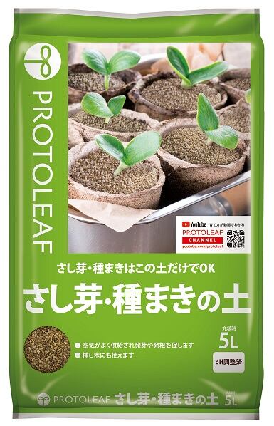 コミフォラ カタフ 種子 10粒 Commiphora Kataf | Pay ID