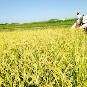 令和5年兵庫県産の玄米　【5kg】　農薬・化学肥料不使用　