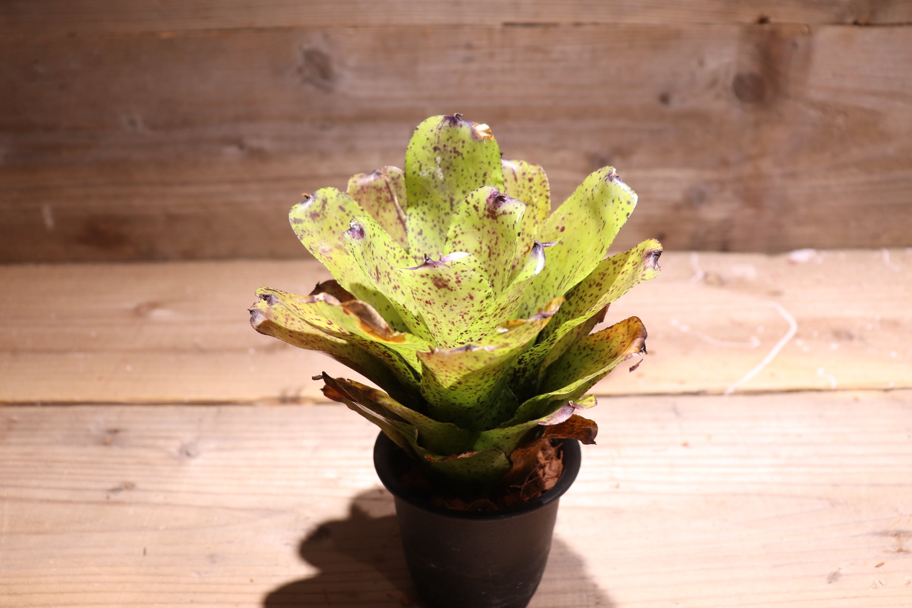 送料無料】Neoregelia 'Shamrock'〔ネオレゲリア〕現品発送N0236