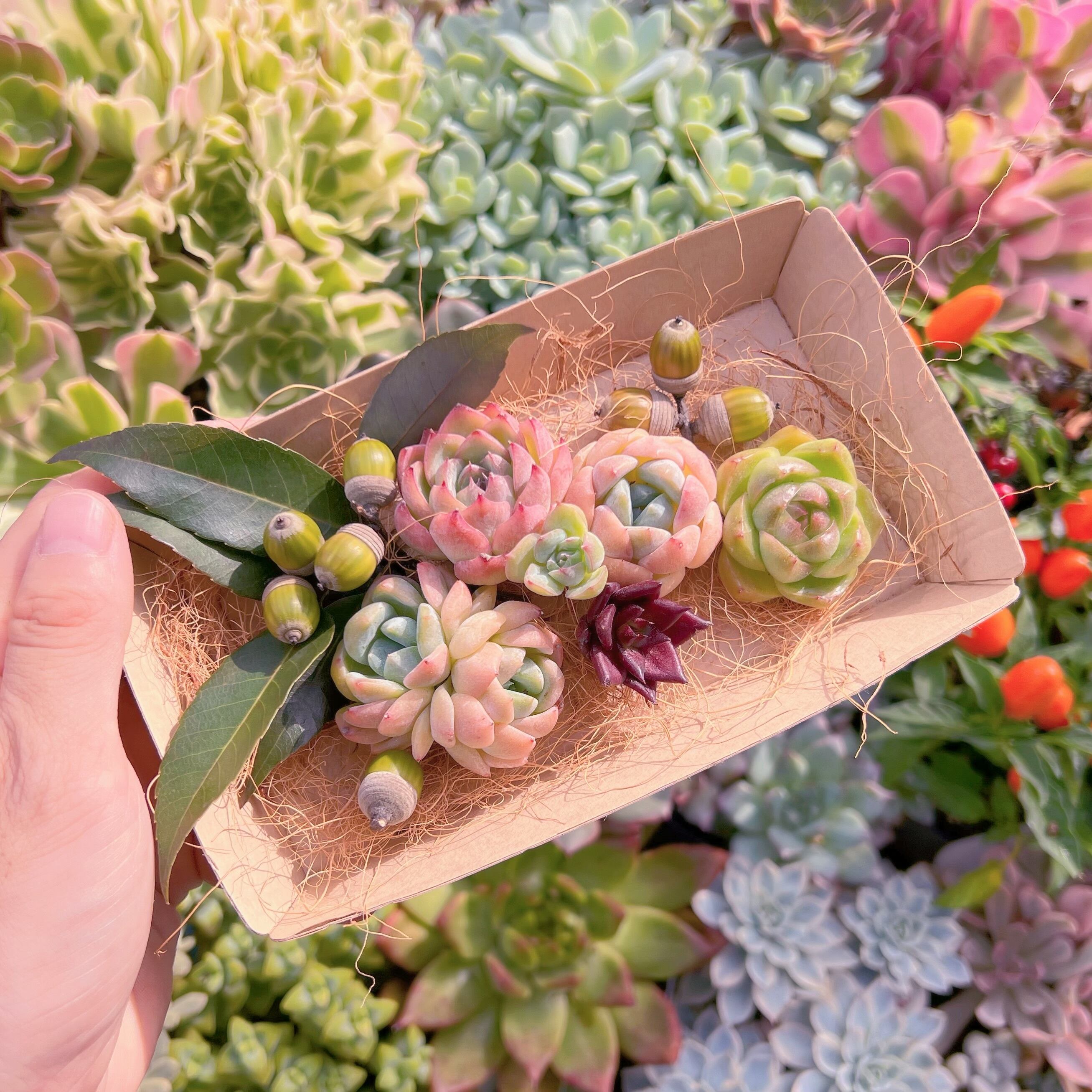 現物　多肉お弁当#691   るる農園