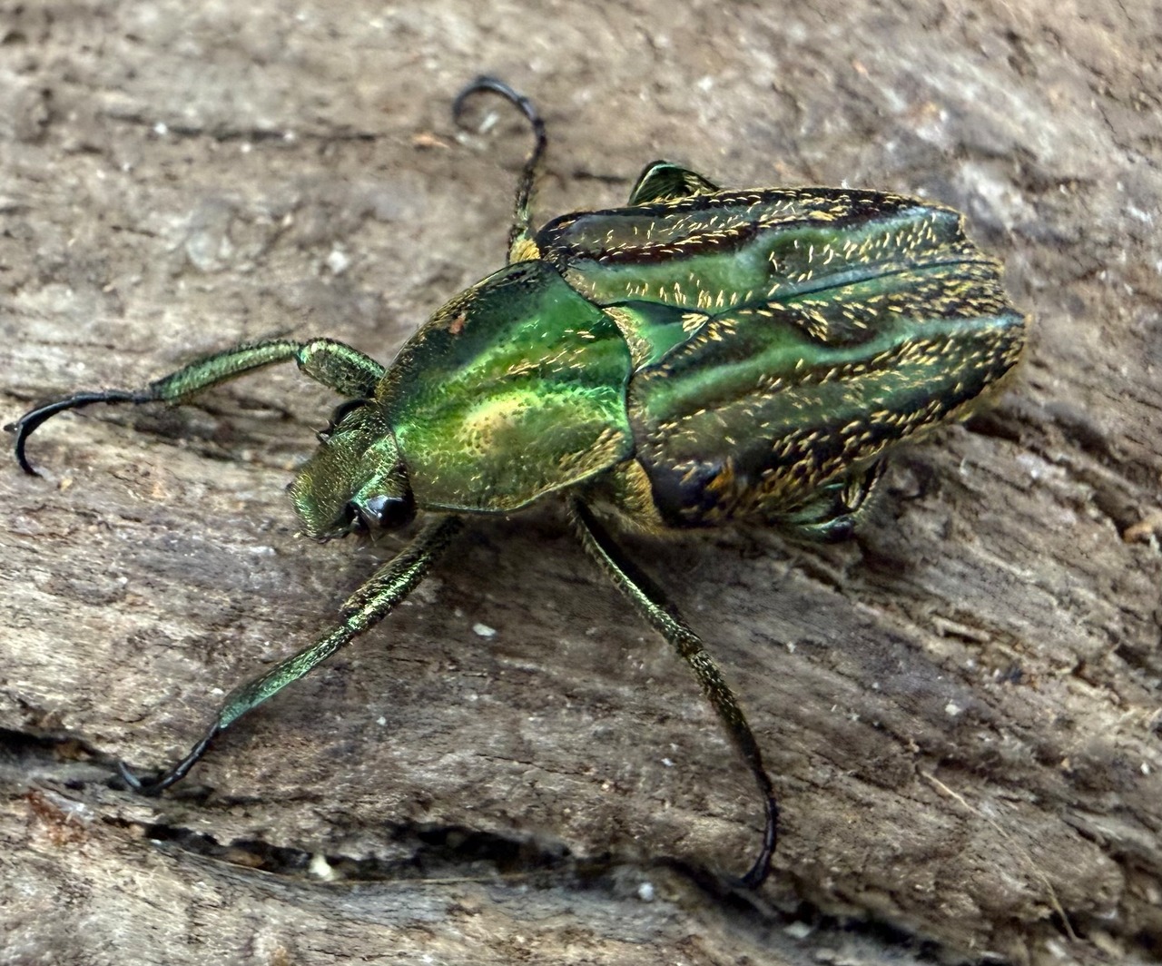 《ヒメカブトハナムグリ sp. Free ペア》②