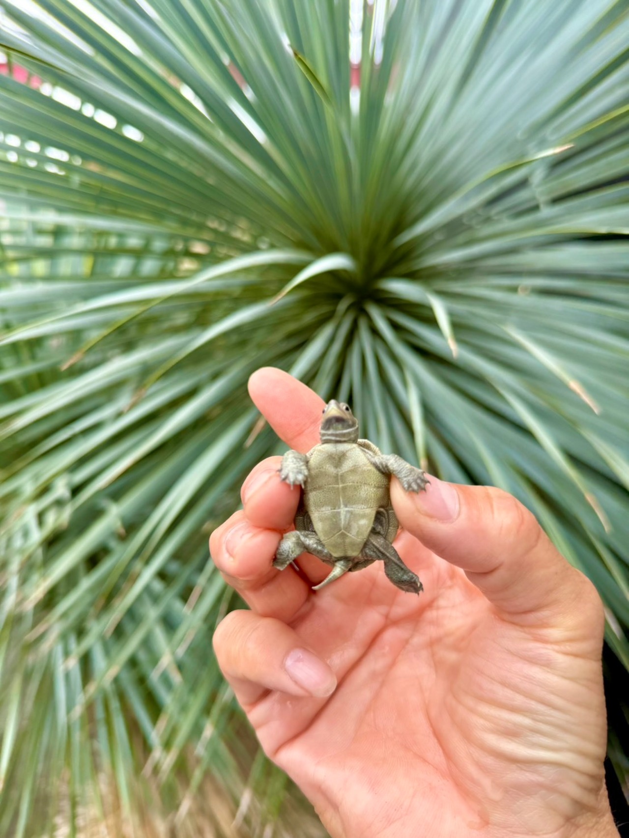 ノーザンダイヤモンドバックテラピン（USA CB） - 4