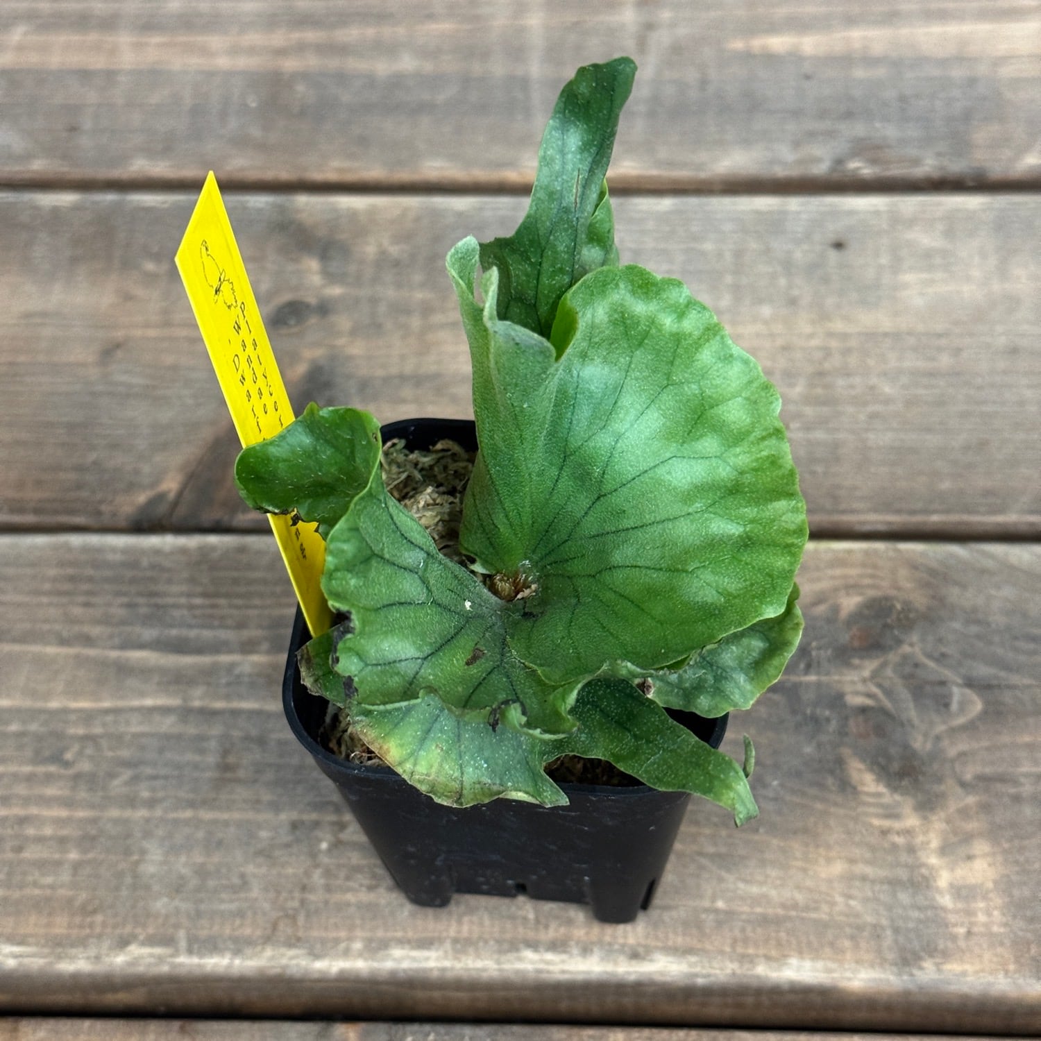 ビカクシダ Platycerium wandae 'Dwarf and Curling'【170
