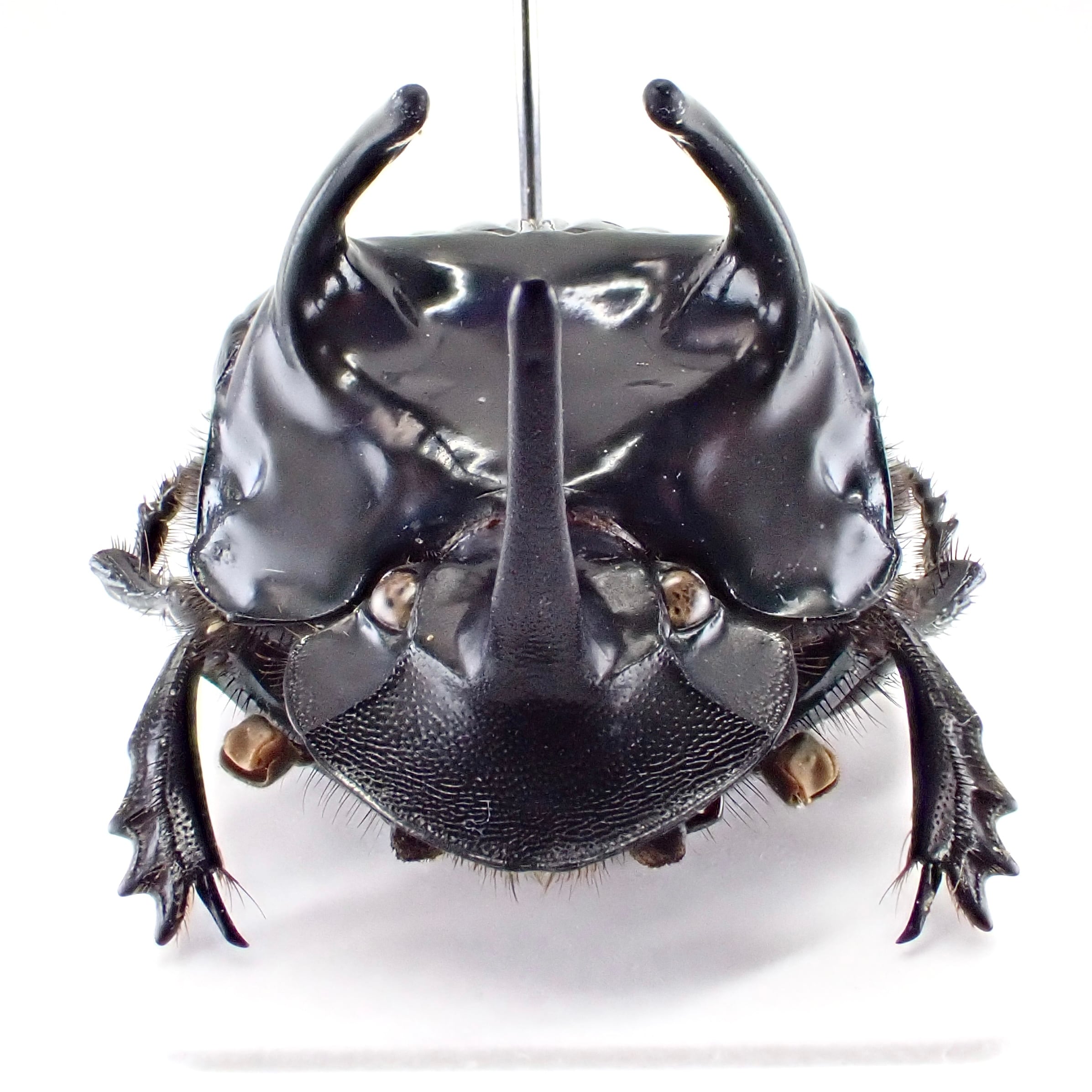 ペルー産 Phanaeus haroldi ♂ 20mm XXL | 昆虫標本 Diggers & Rollers