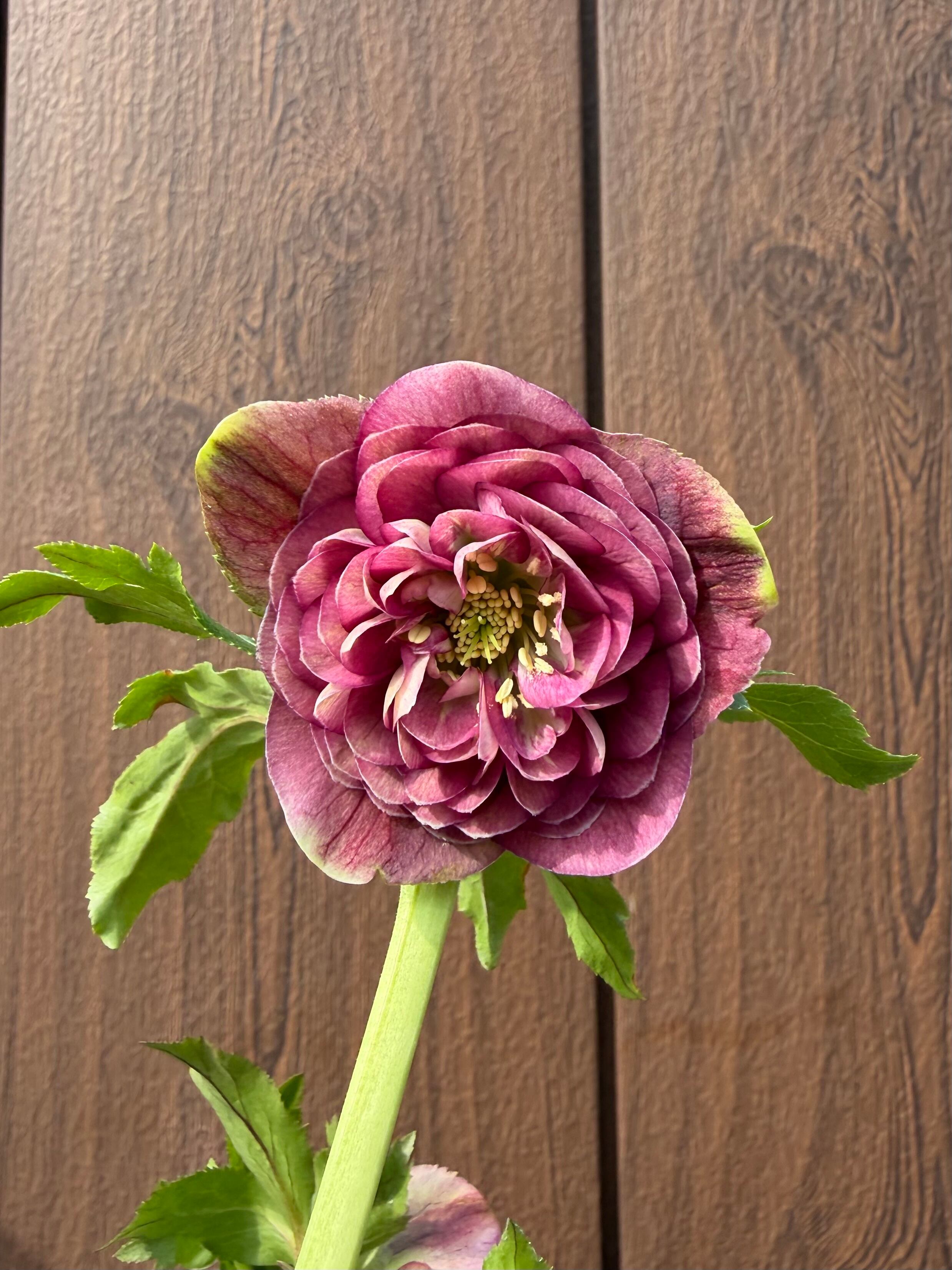 アフロディーテグラデーション ※交配札無し 加藤農園 クリスマスローズ