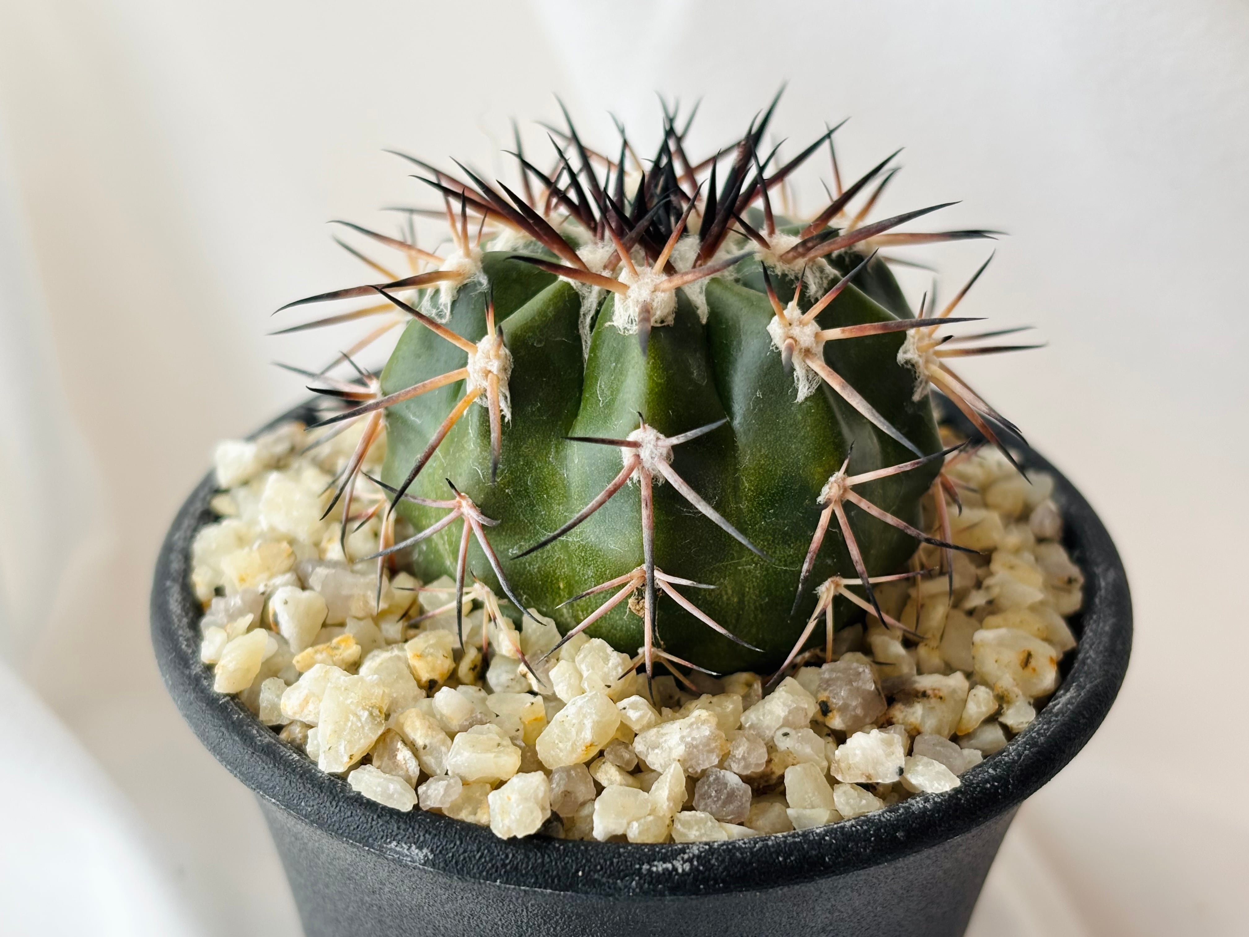 Discocactus gigantea ディスコカクタス ギガンティア サボテン