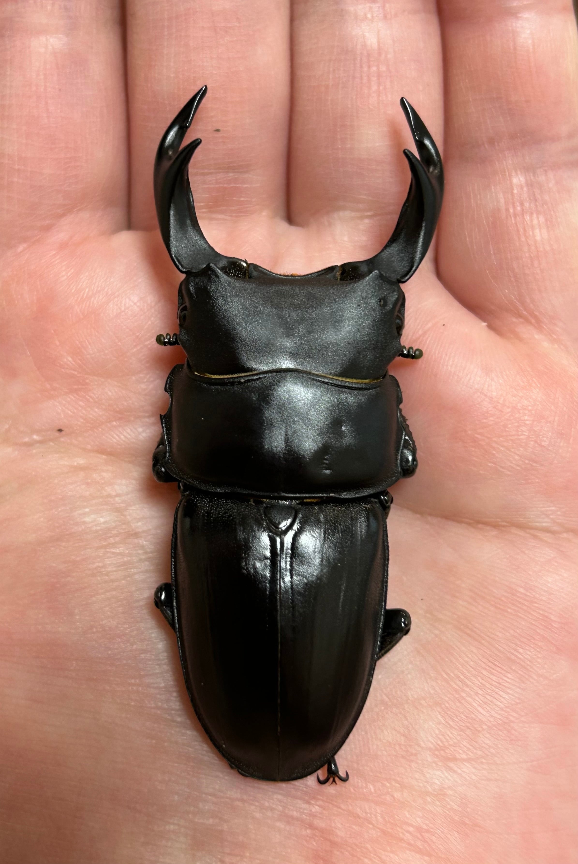 mochikuwa □□ 即ブリード可 愛知県祖父江産オオクワ ♂82 ♀51 ♀