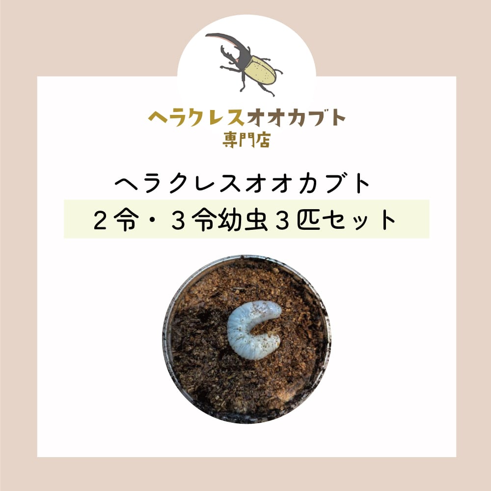 伝説の七節】ロードハウナナフシに酷似のトゲアシフトナナフシオバケ