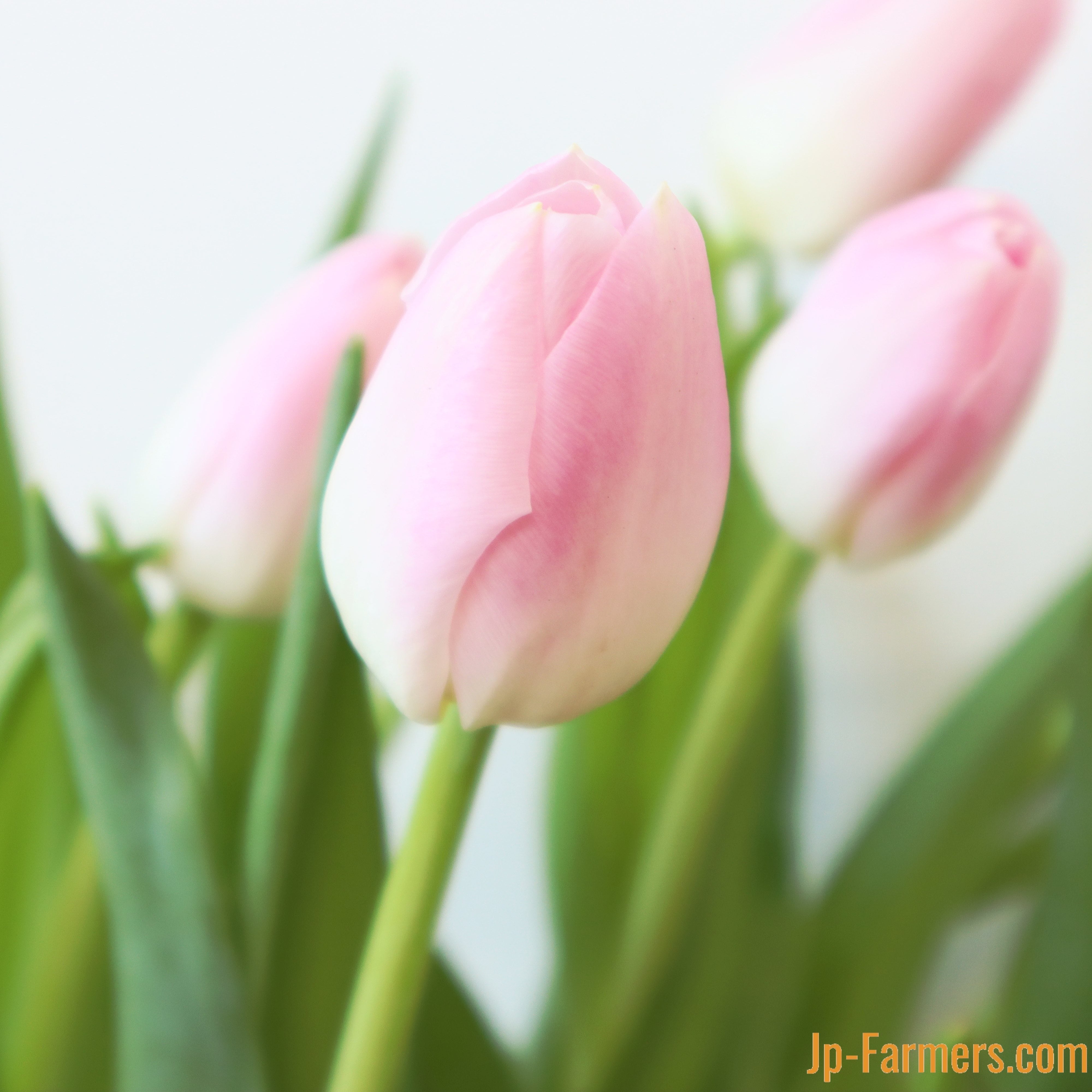 新鮮なピンクのチューリップ 4f95fadd4005215f24d7980674c07c