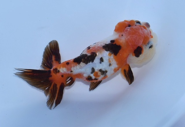 桜三色猫頭らんちゅう【NA-10】 | 〈金魚専門店〉fishfarmjp1