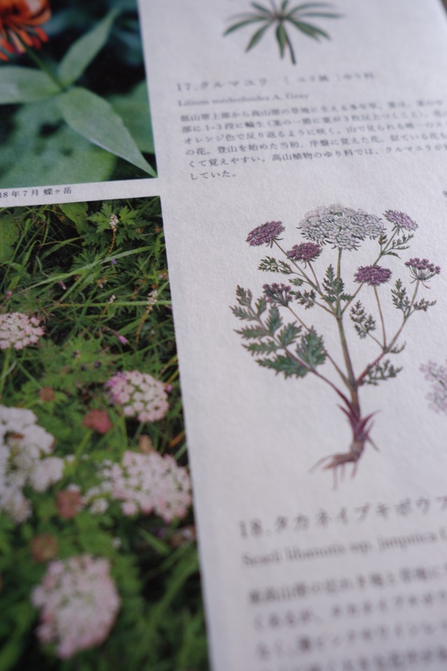 5th Anniversary book "FLOWER OF THE MOUNTAIN"