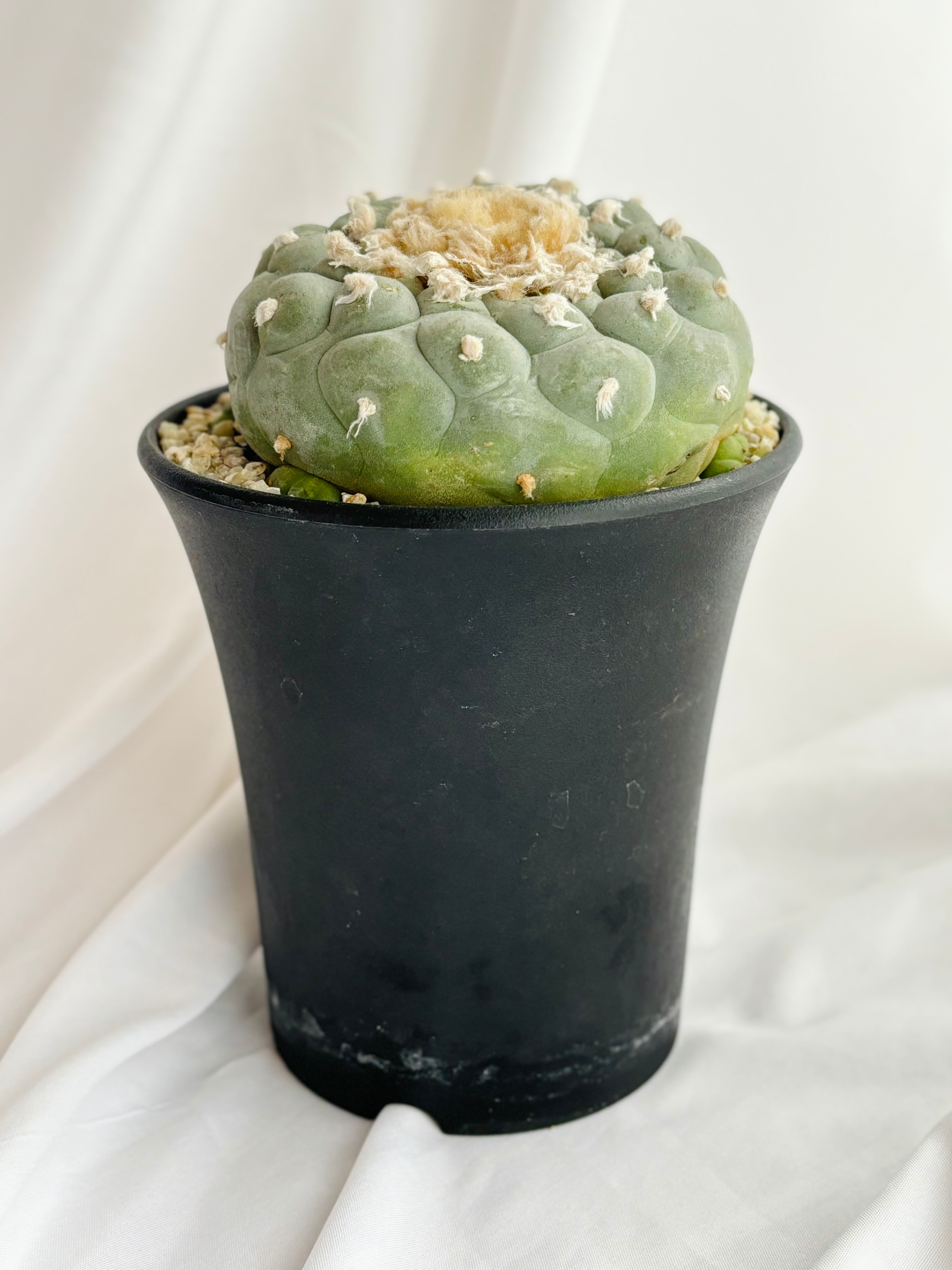 Lophophora williamsii var. decipiens ロフォフォラ 小疣銀冠玉