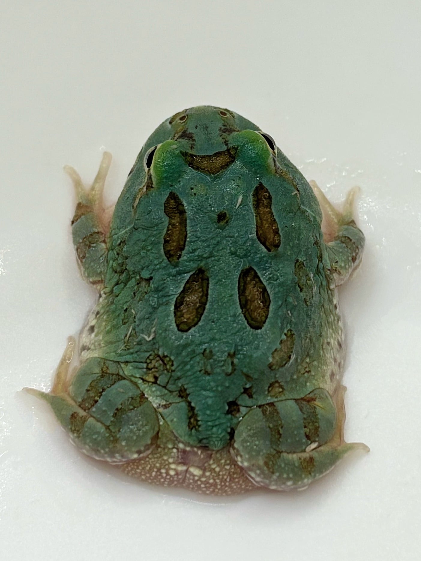 クランウェルツノガエル スカイブルー① 1匹 | まるころ商店〜まるく