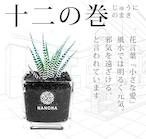 Gravel Plants 十二の巻黒砂利スクエアガラス　