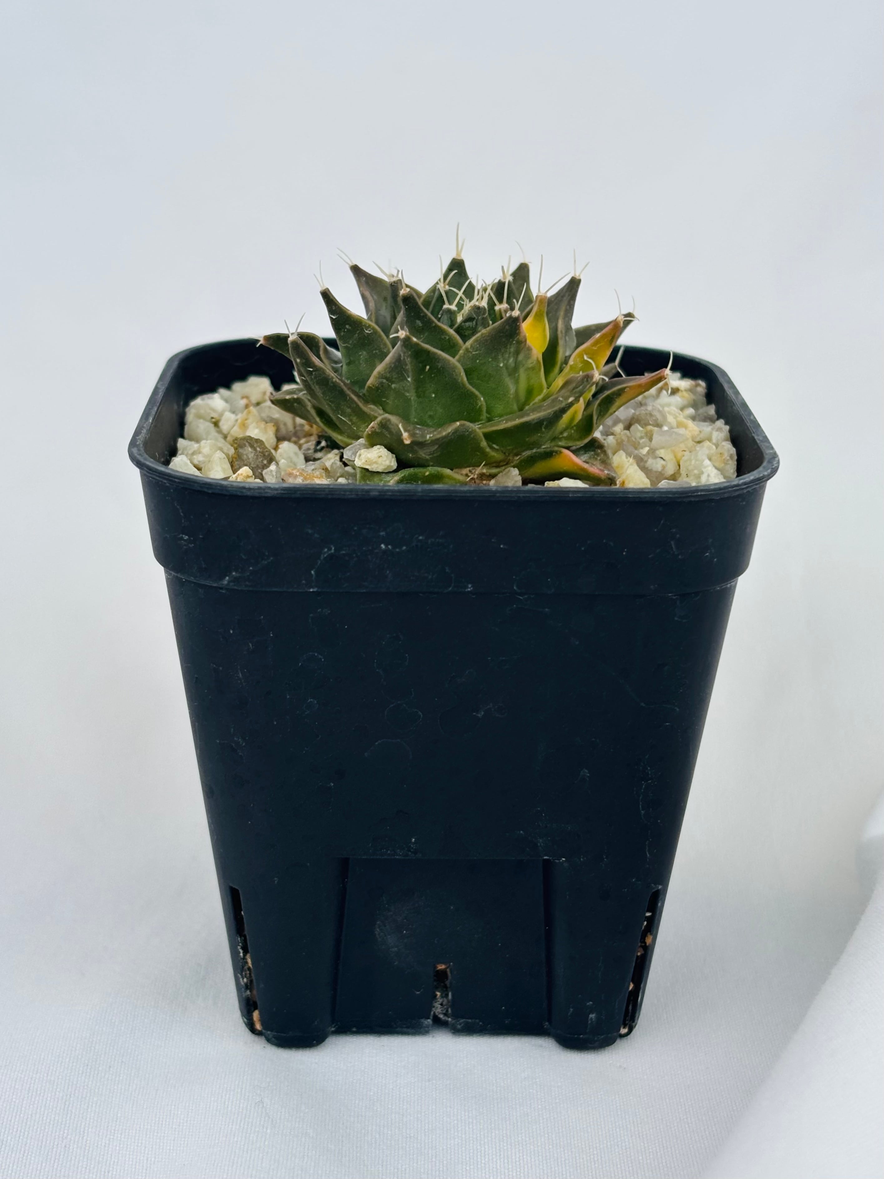Obregonia denegrii オブレゴニア 帝冠錦 サボテン | plants MARU