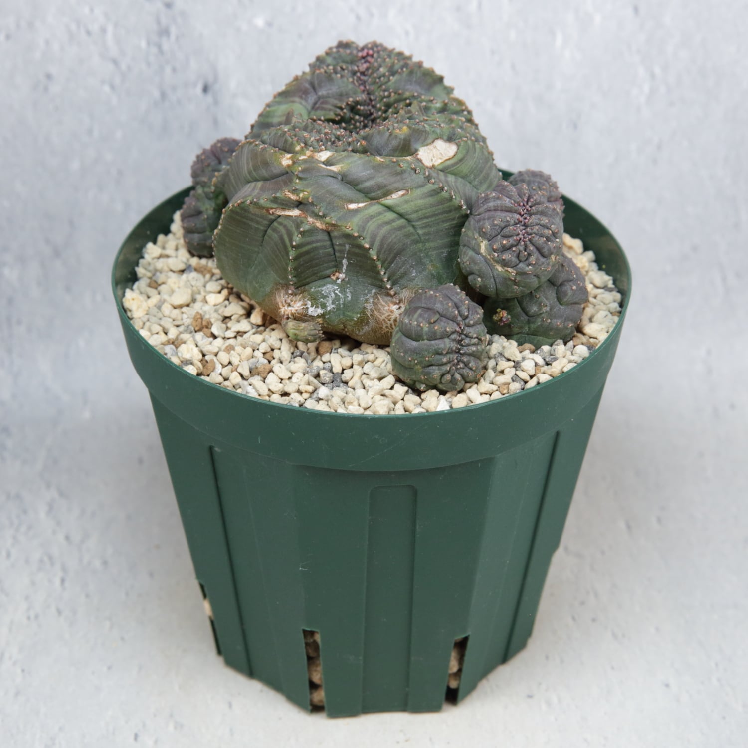 超厳選株】大株 親株 最大幅約 8cm 仔吹き 円扇綴化 オベサ