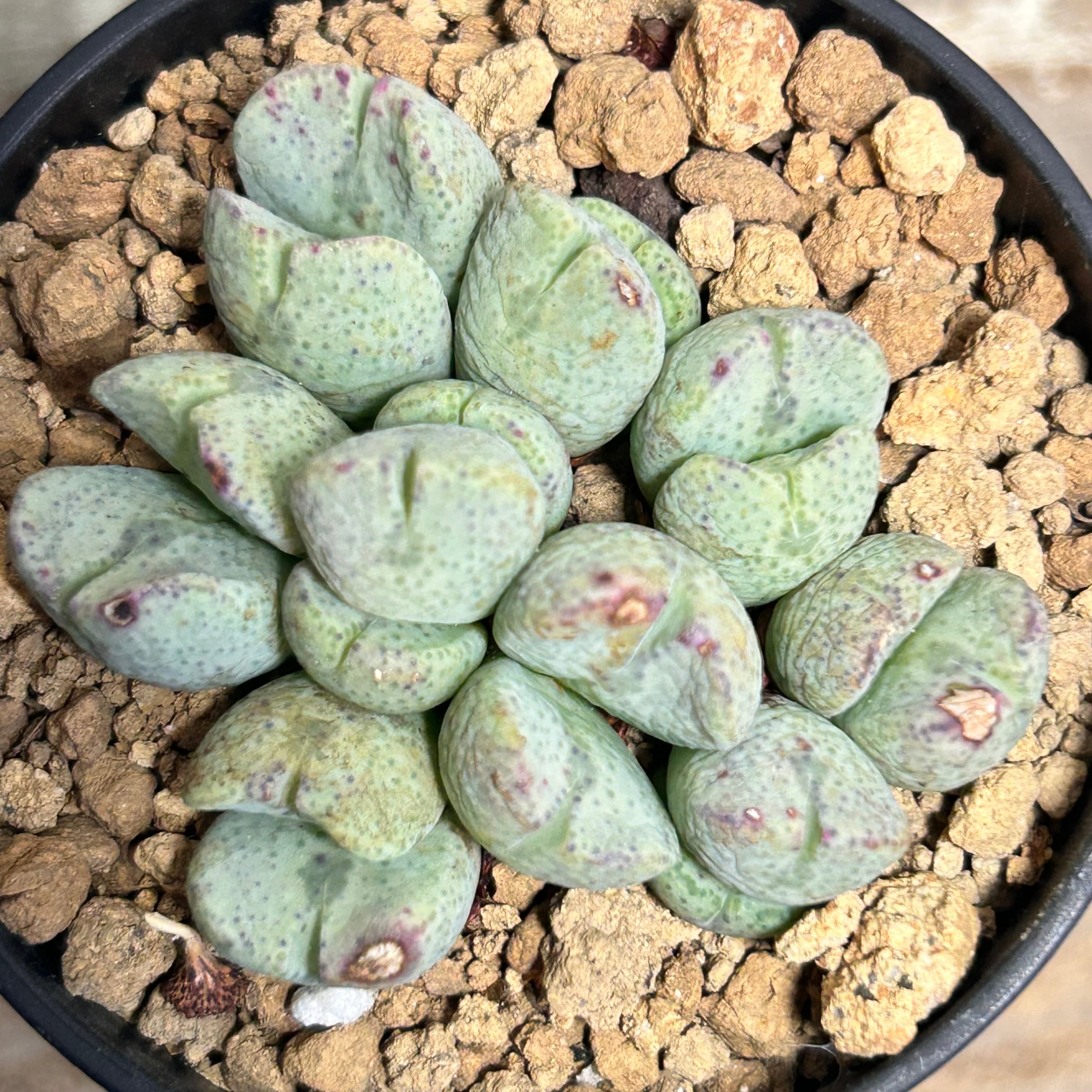 コノフィツム | RuPo 多肉植物専門店