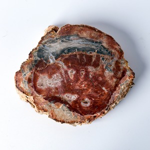 ペトリファイドウッド（珪化木）スラブ ＊ Petrified Wood ＊ 天然石