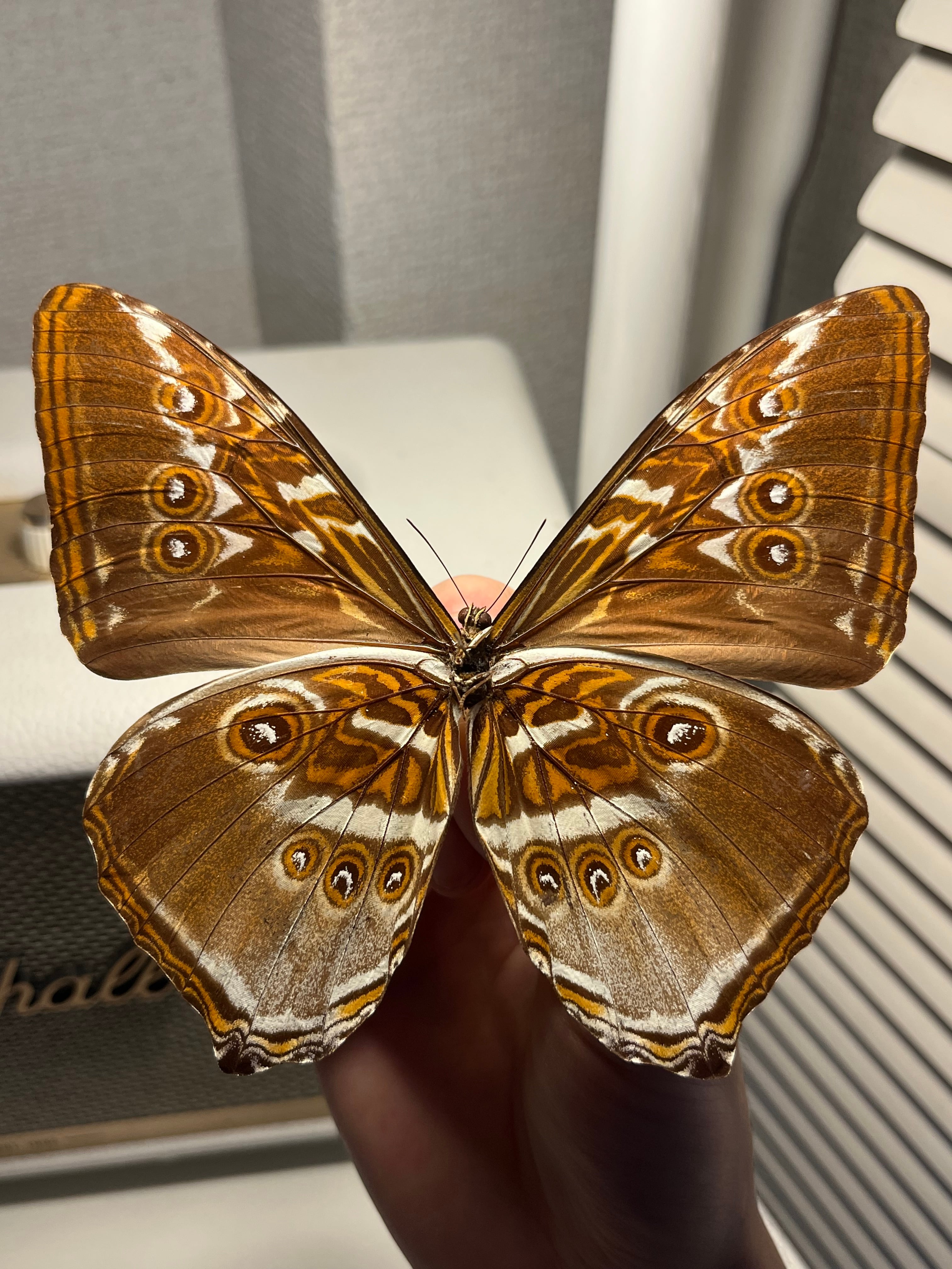 タイヨウモルフォ 外国産蝶標本 標本 蝶 スルコスキーモルフォ