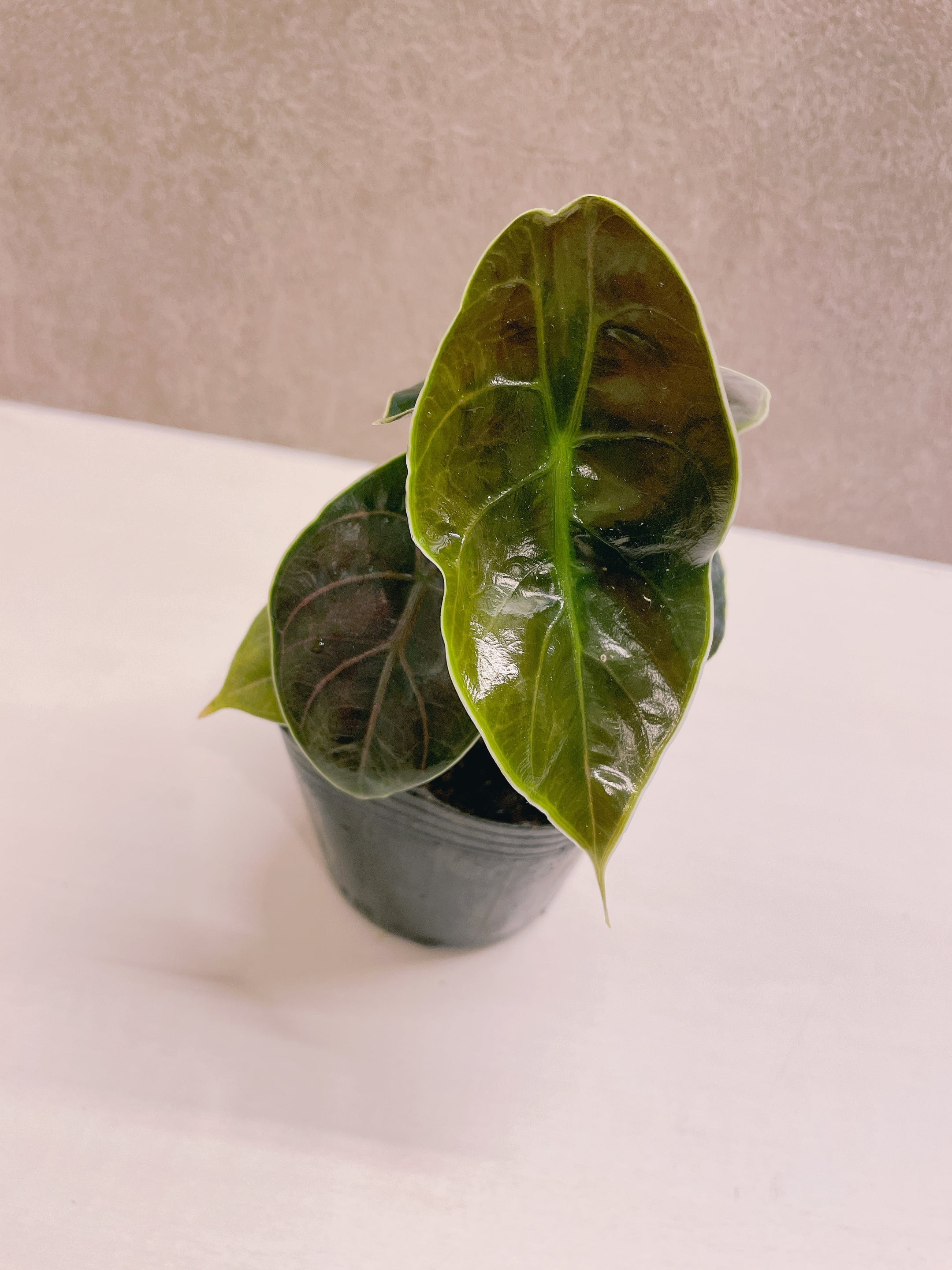 アロカシア アズラニー アロカシア アズラニー ピンク アルボ Alocasia