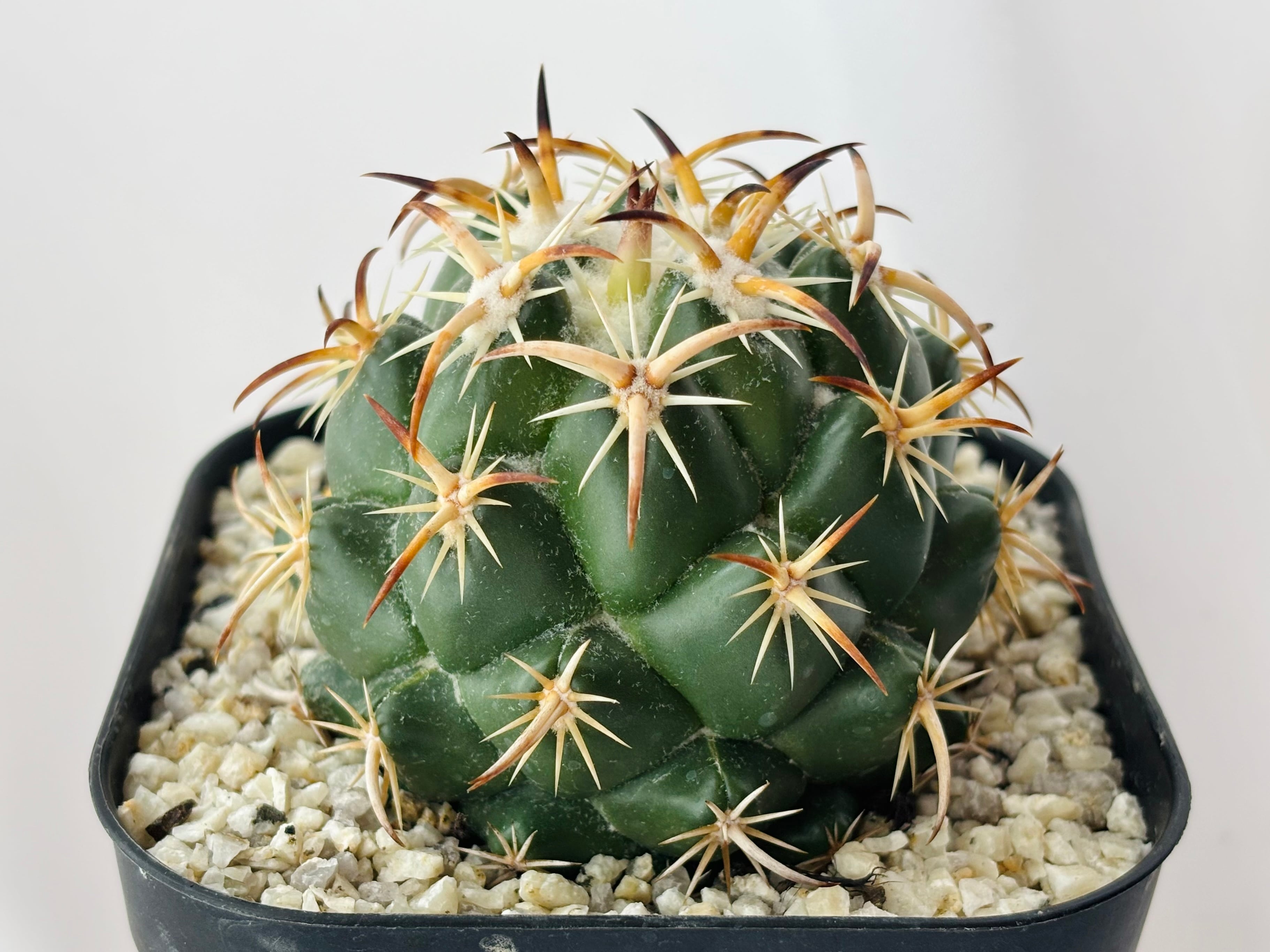 Coryphantha tripugionacantha コリファンタ トリプギオナカンサ サボテン