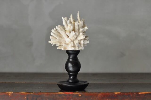 黒い台の白い珊瑚