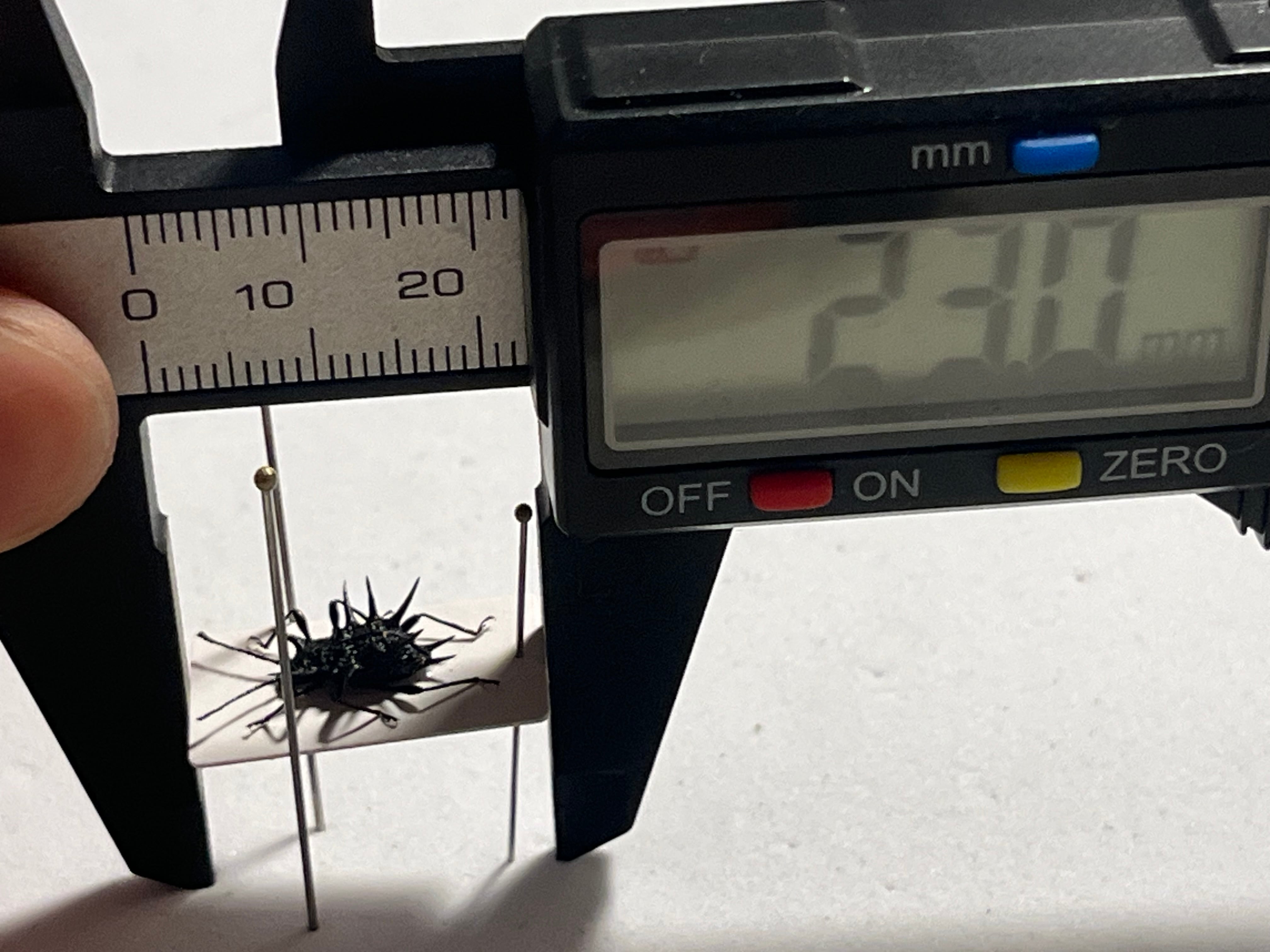 トゲトゲテントウムシダマシ 昆虫標本 Cacodaemonフトタマムシ