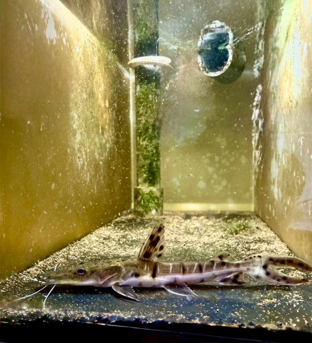 ワイルド・タイガーシャベルノーズキャット・カクエタ川産 - 2