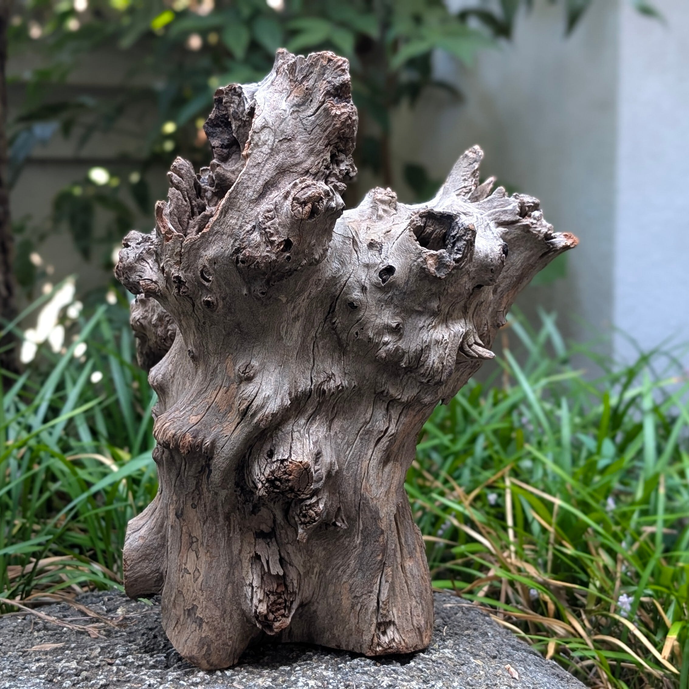 プレミアムスタンプウッド【PSW004】流木 水槽 アクアリウム