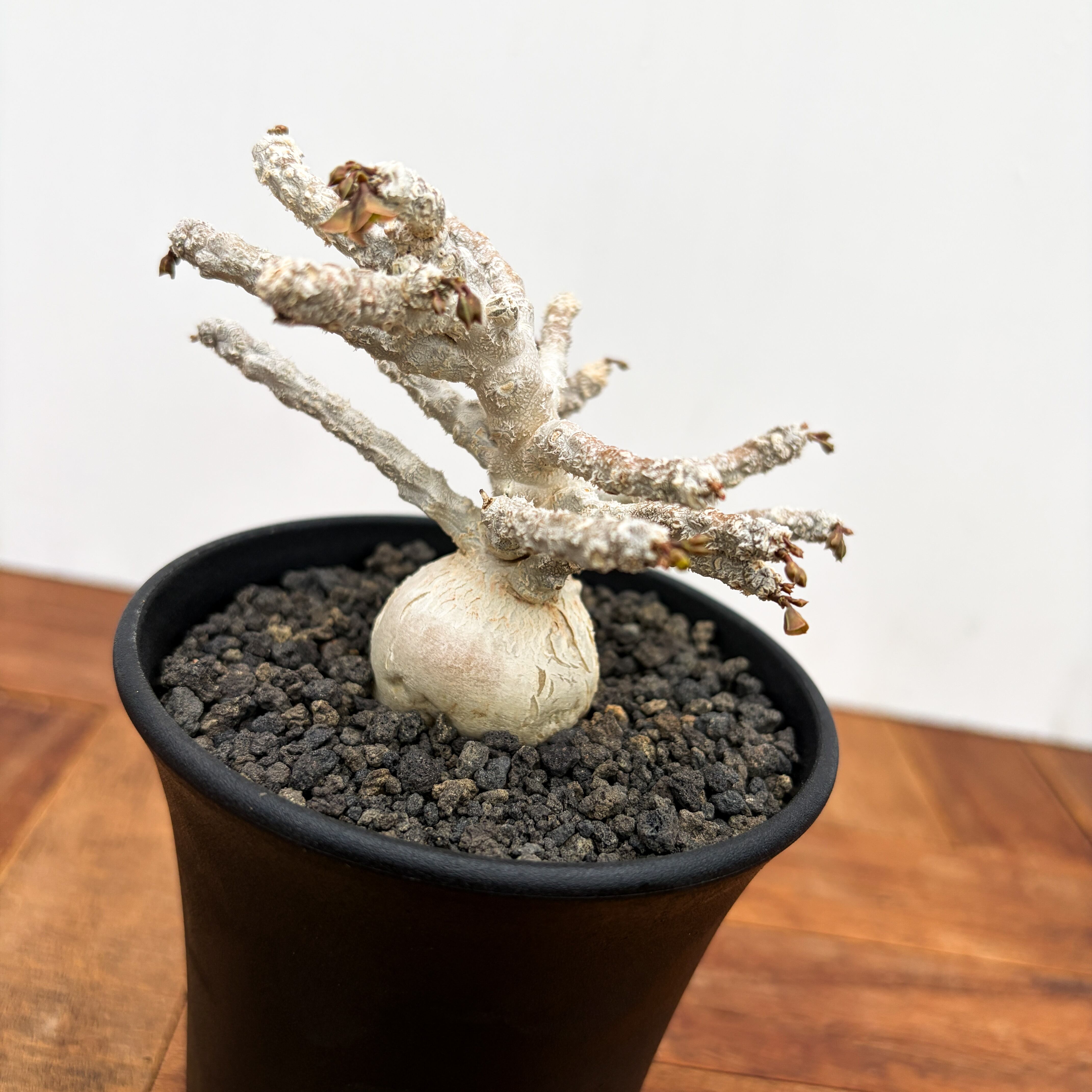 Euphorbia ambovombensis【ユーフォルビア・アンボボンベンシス