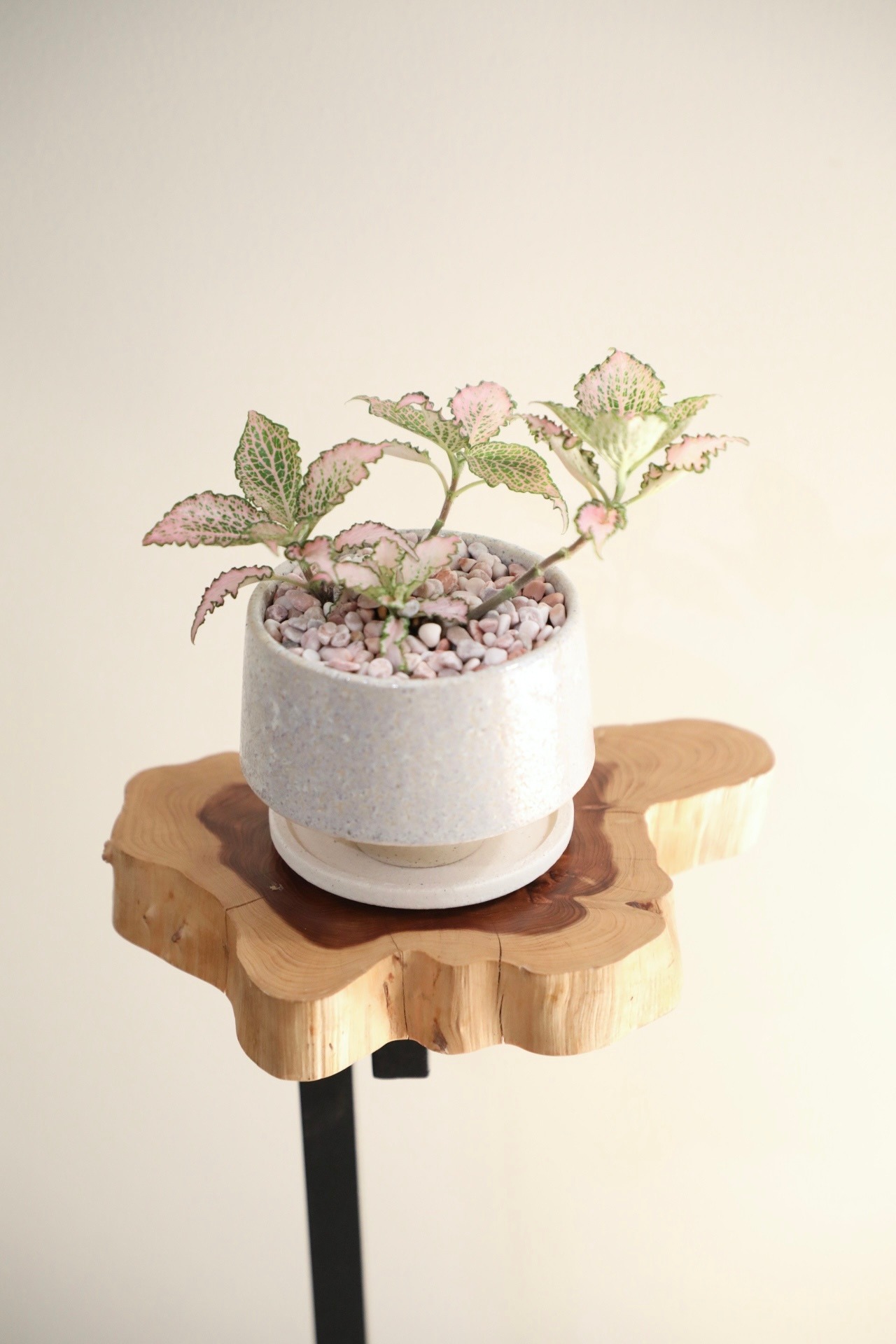 【S】フィットニア ピンク/Fittonia ※陶器鉢付き