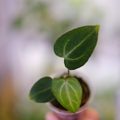 Anthurium Carlablackiae / アンスリウム カーラブラッキー⑯│観葉植物