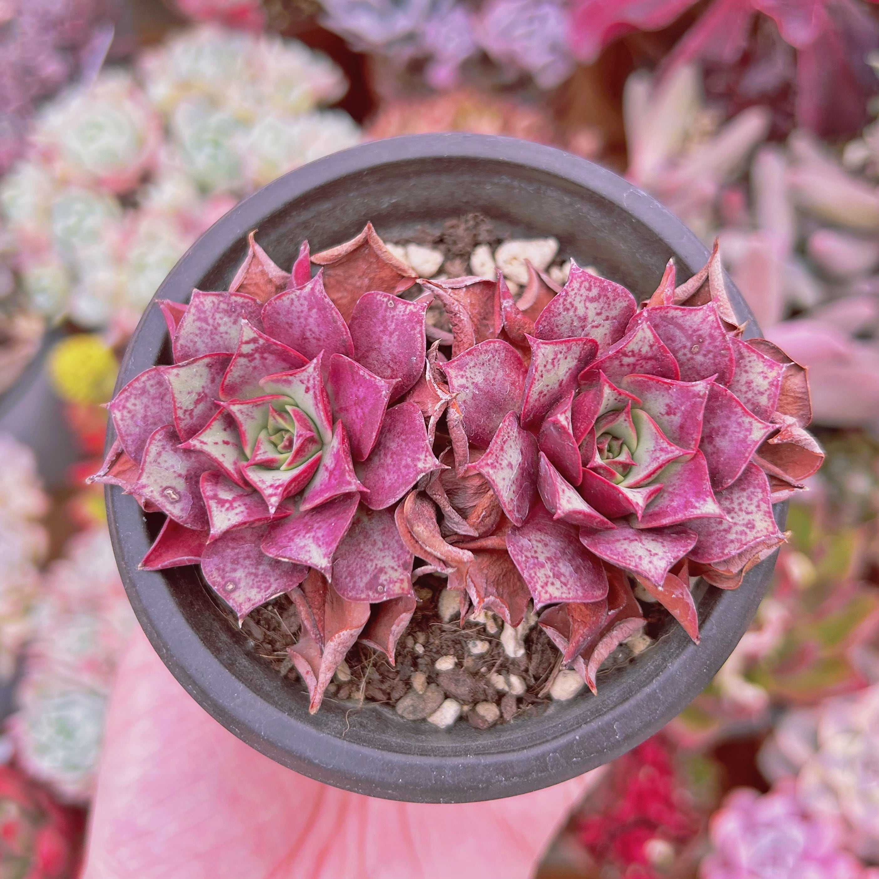 #005現物　多肉植物　Echeveria  ロンギシマ