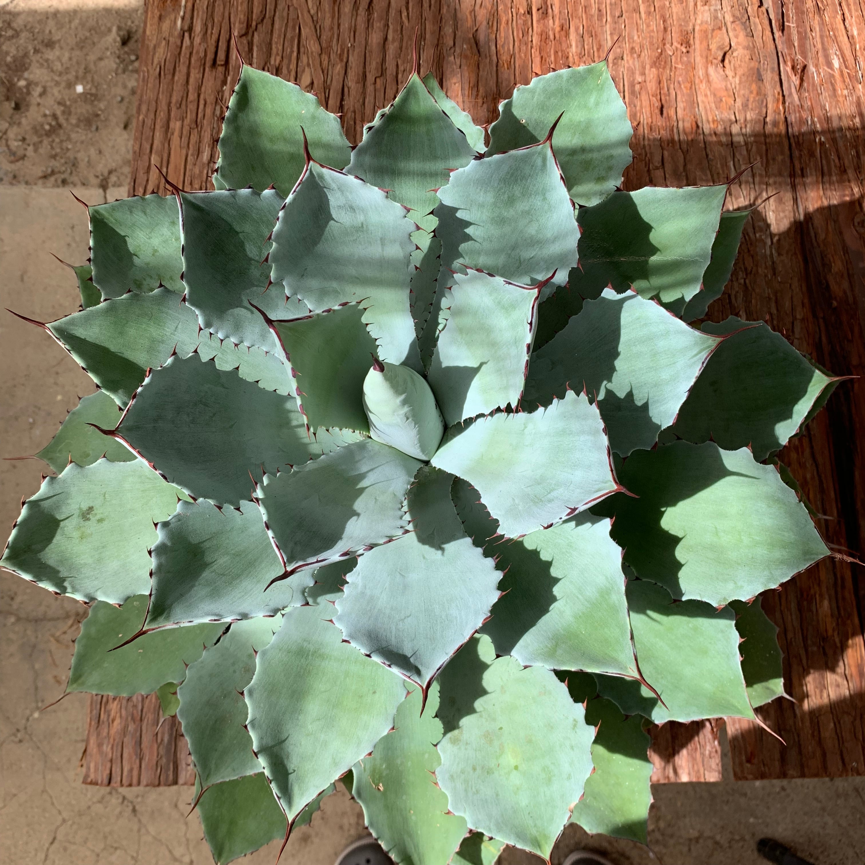 多肉植物 アガベ・吉祥冠（Agave）36 | 京都 おむろ YUUKIESGARDEN