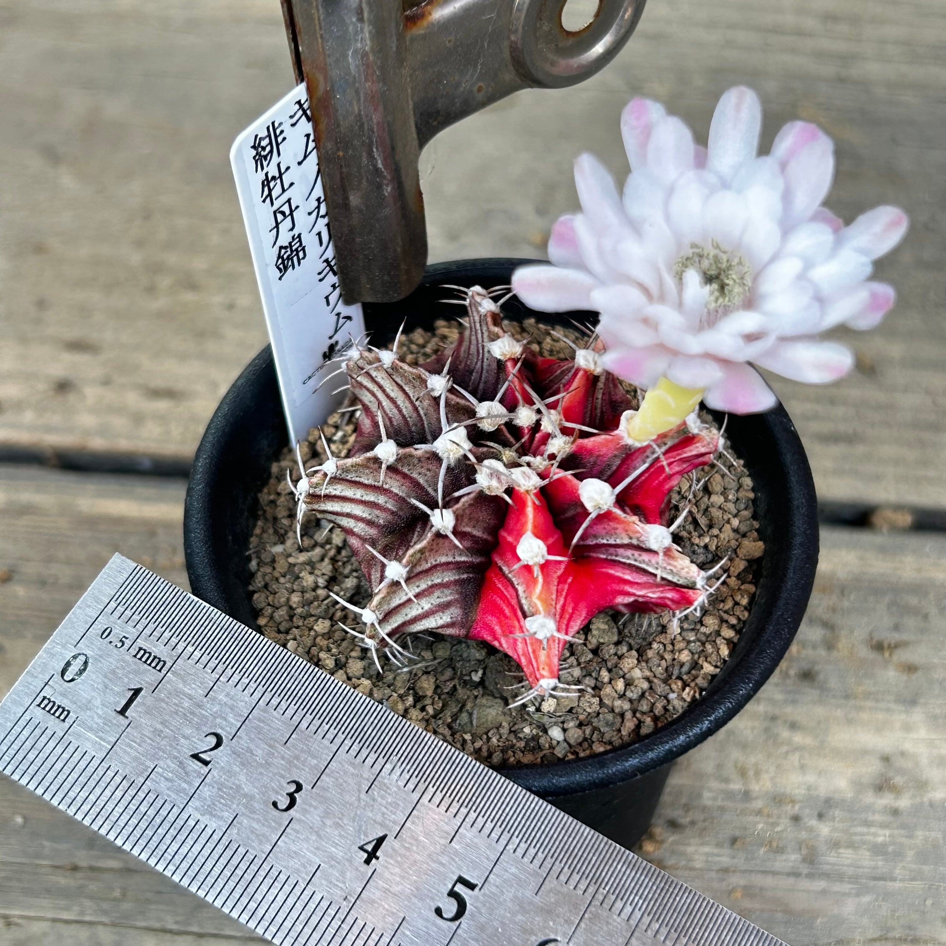 T)ギムノカリキウム 緋牡丹錦(B | RuPo 多肉植物専門店