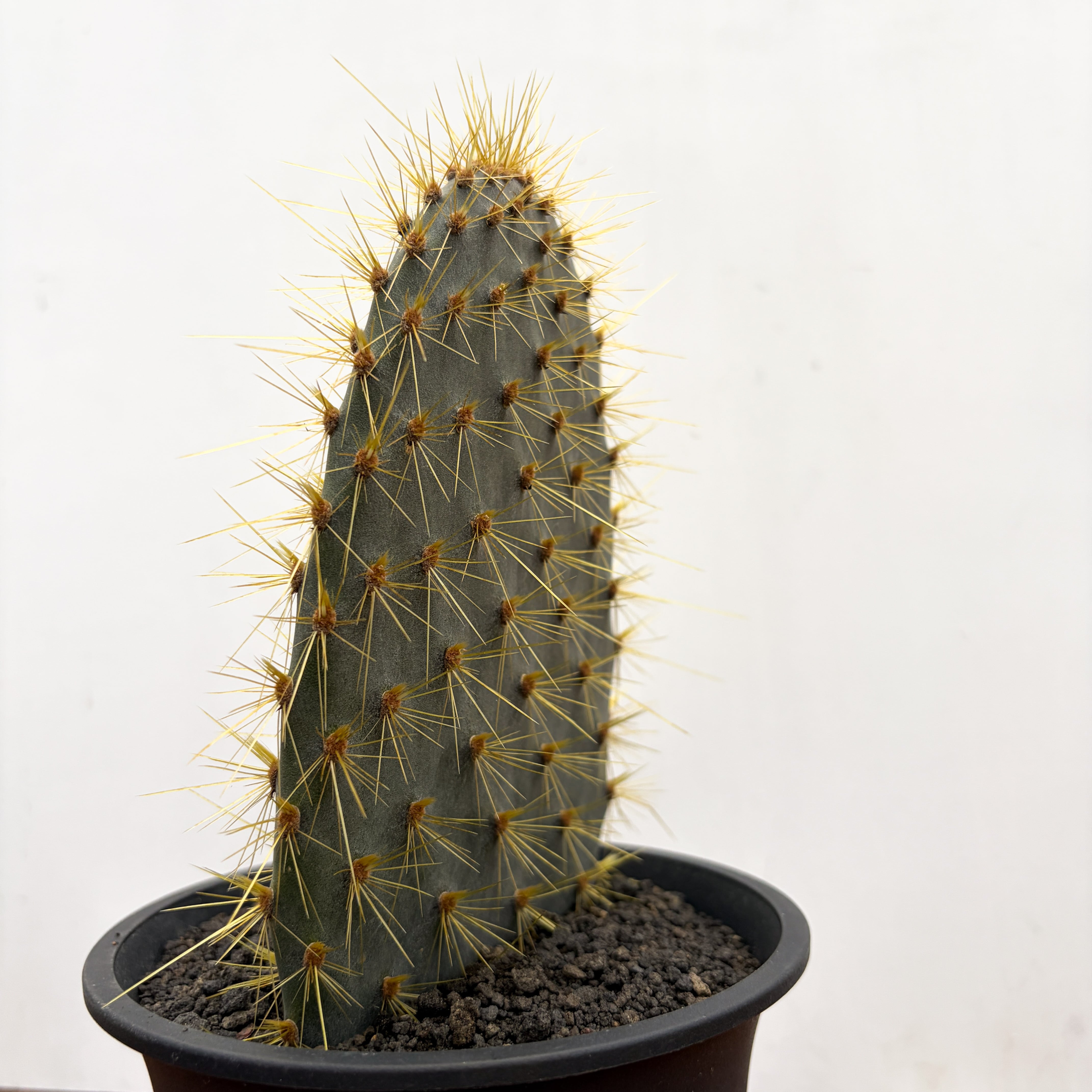 Opuntia galapageia【オプンチア・ガラパゲイア・黄刺】 | RIMO'S