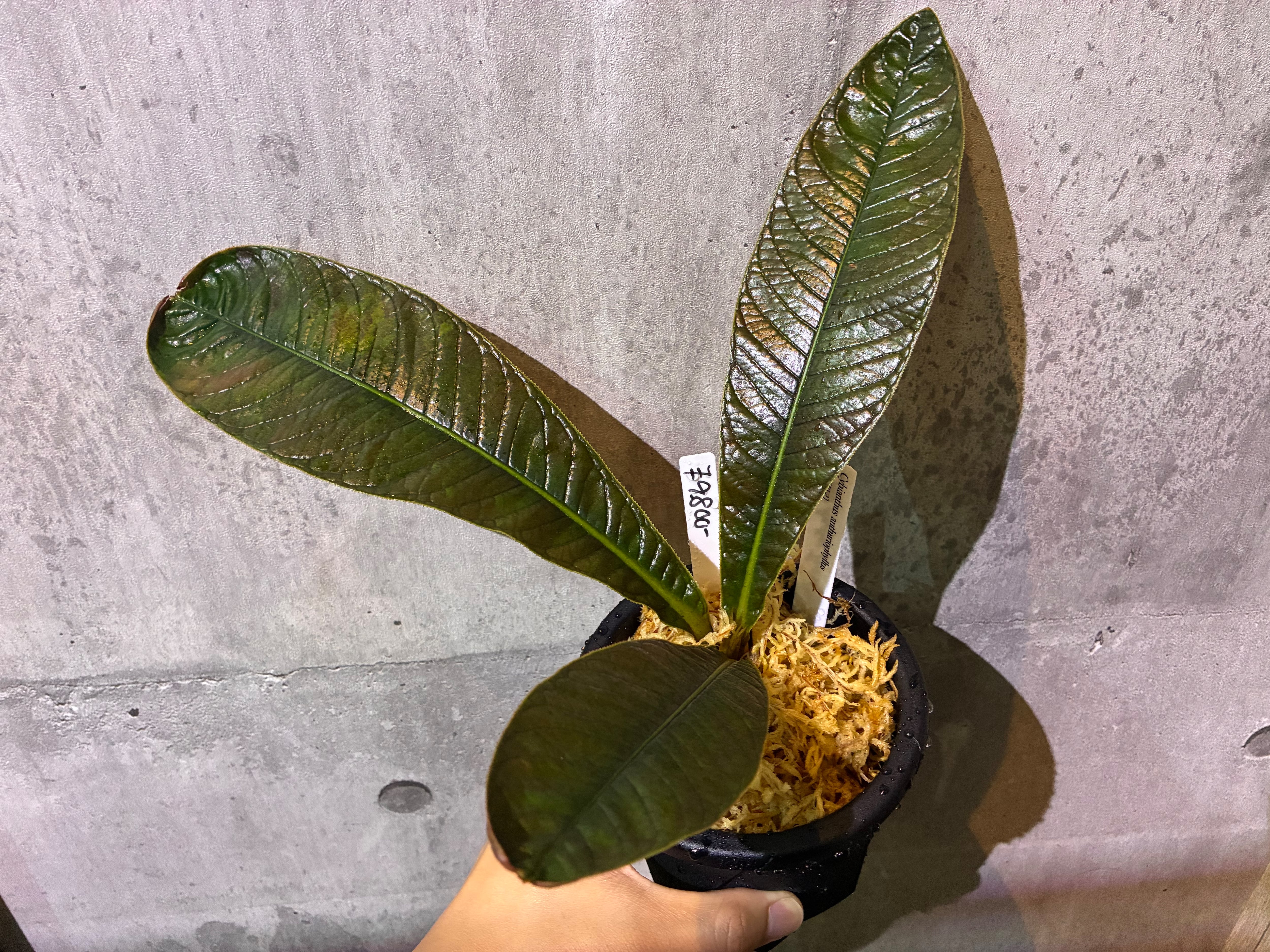Bucephalandra sp.Kedagang Pink Variegata（ブセファランドラsp.クダ