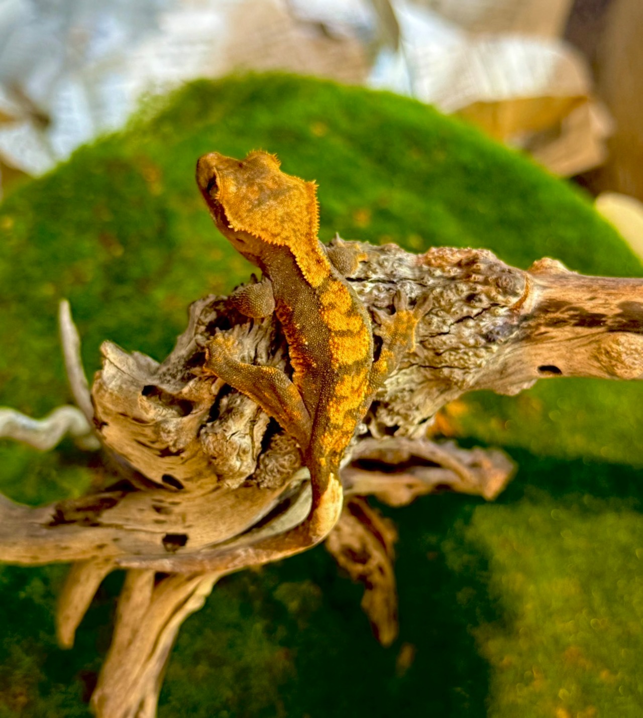 クレステッドゲッコー・ハーレクィーン - 6