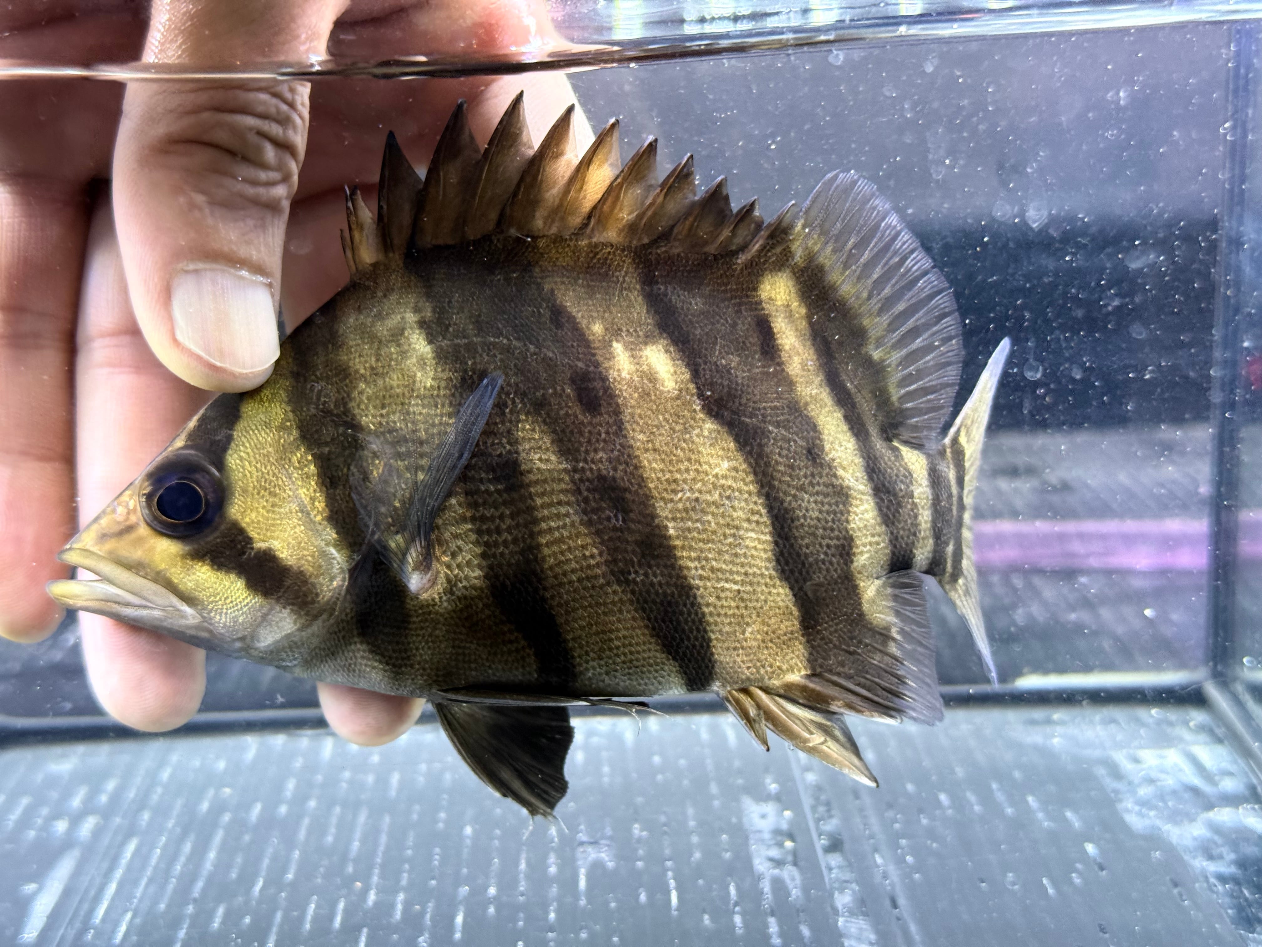 ダトニオ　両側フォークバンド G08② ダトニオ両側フォークバンド 16㎝前後 おとひめ食べます